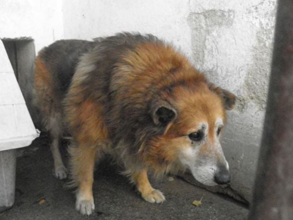 Hund Mihaly wurde aus Ungarn in das Tierheim Köln-Dellbrück geholt.