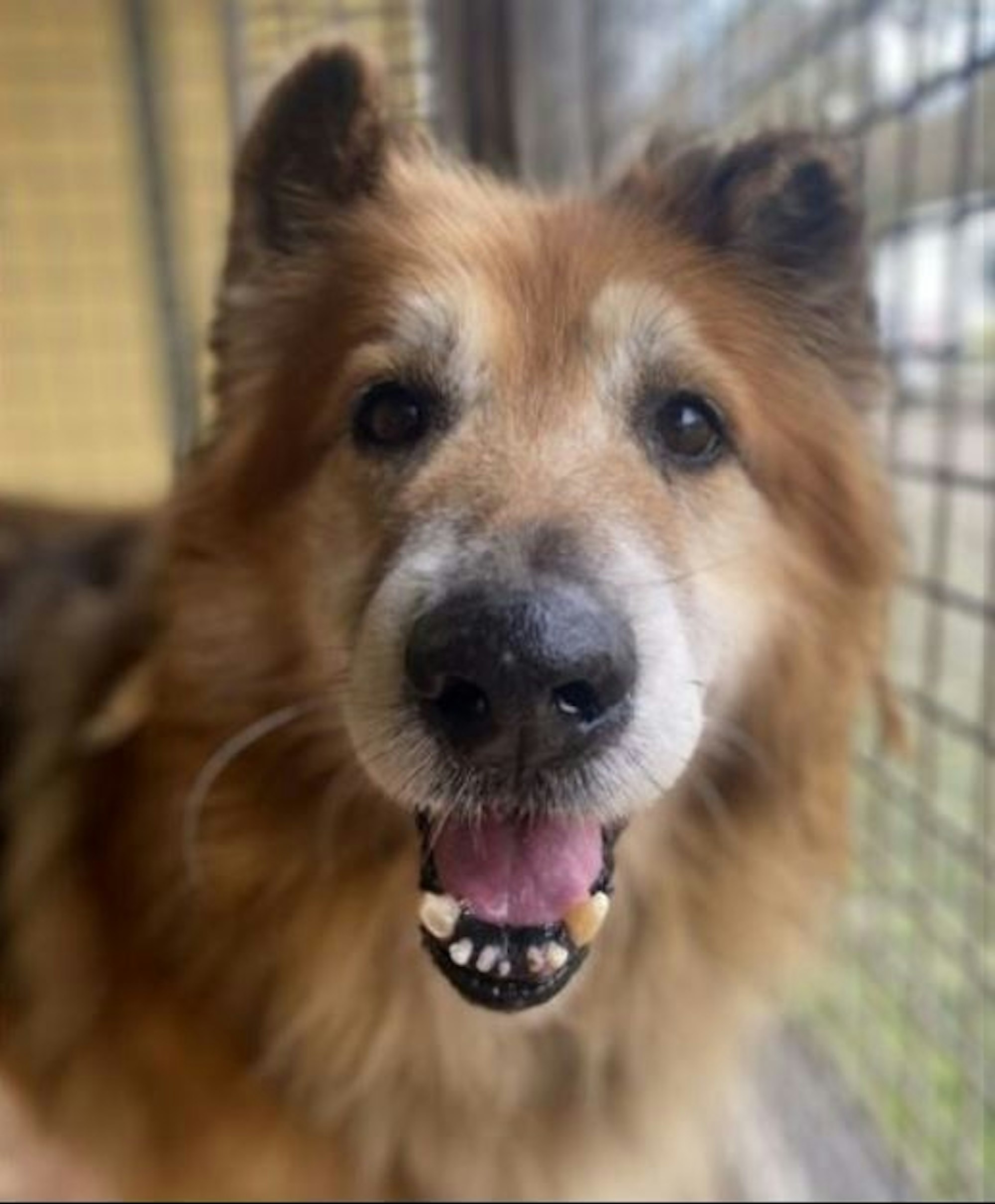 Hund Mihaly wurde aus Ungarn in das Tierheim Köln-Dellbrück geholt.