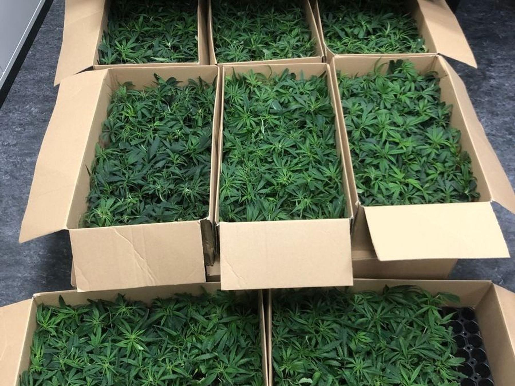 Cannabissetzlinge in mehreren Karton verpackt