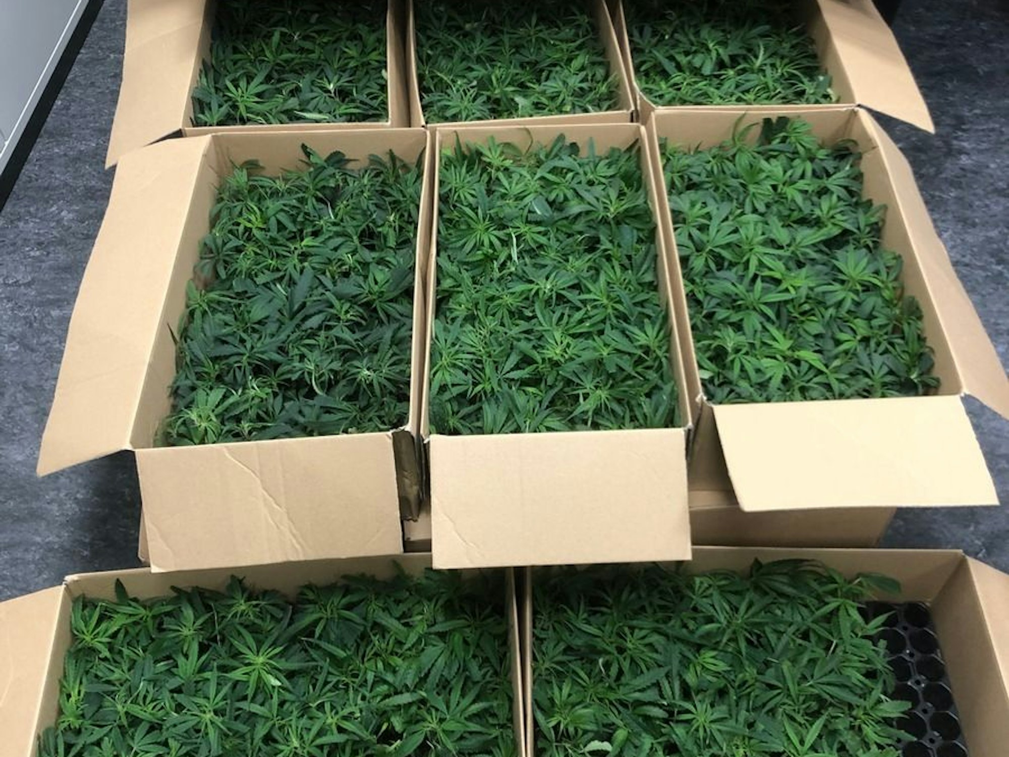 Cannabissetzlinge in mehreren Karton verpackt