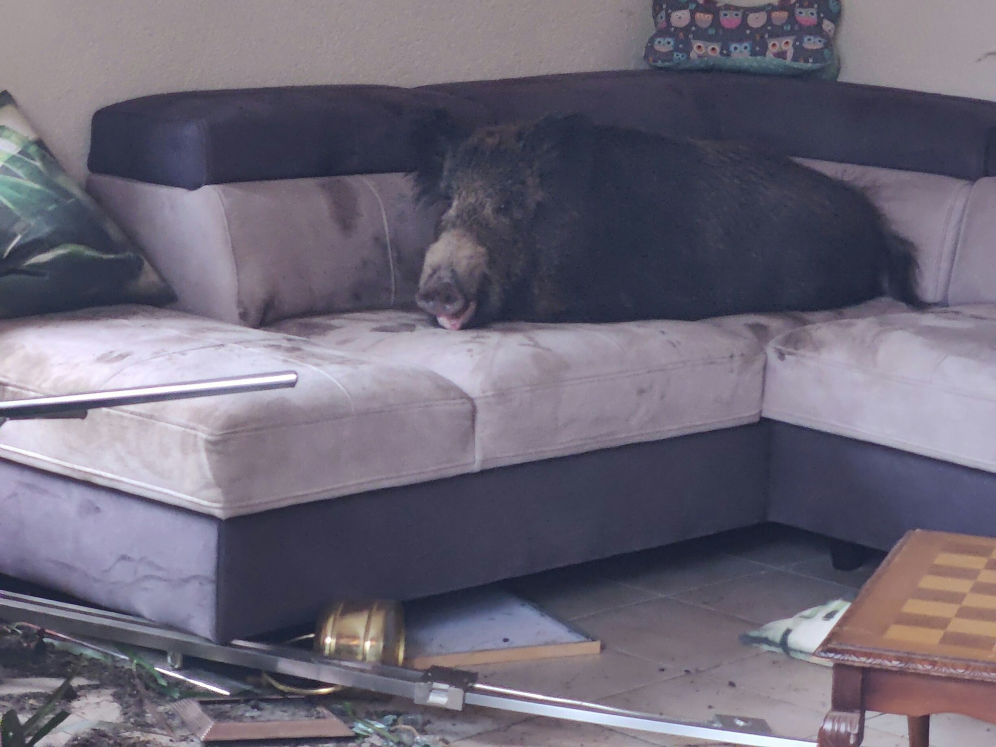 Ein Wildschwein sitzt auf einem Sofa