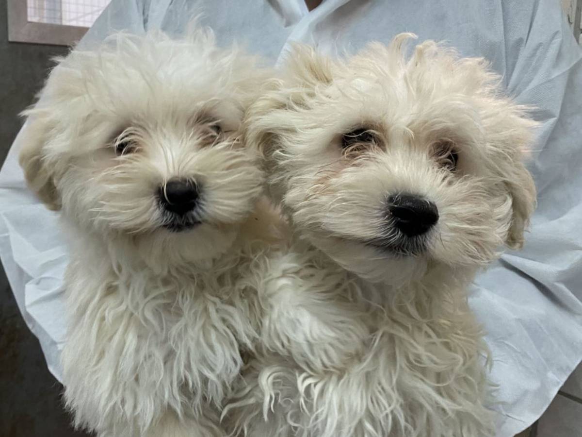 Die Malteser Olli und Stan aus dem Tierheim Bergheim.