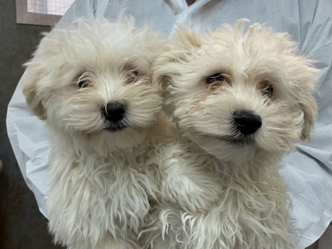 Die Malteser Olli und Stan aus dem Tierheim Bergheim.