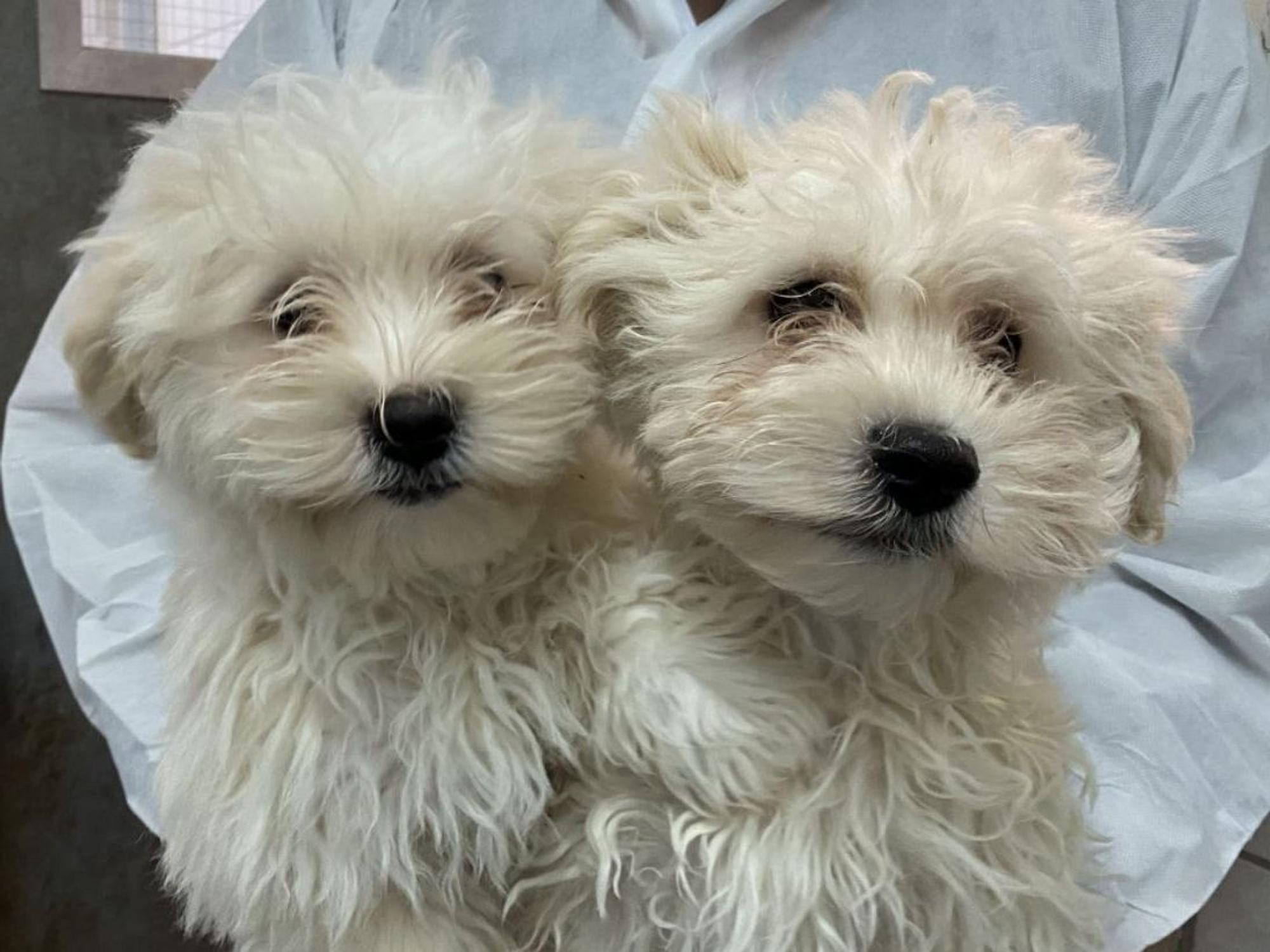 Die Malteser Olli und Stan aus dem Tierheim Bergheim.