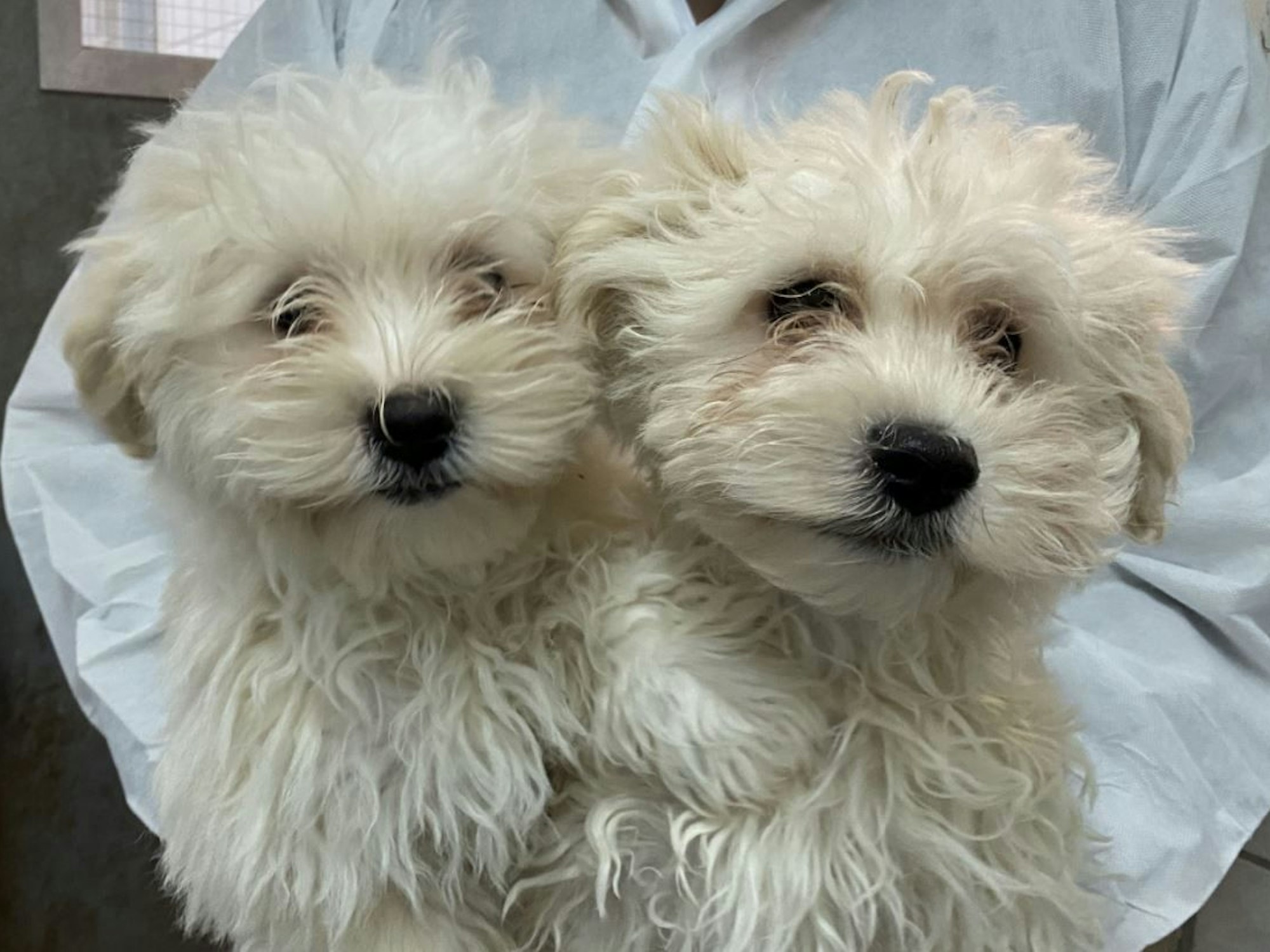 Die Malteser Olli und Stan aus dem Tierheim Bergheim.