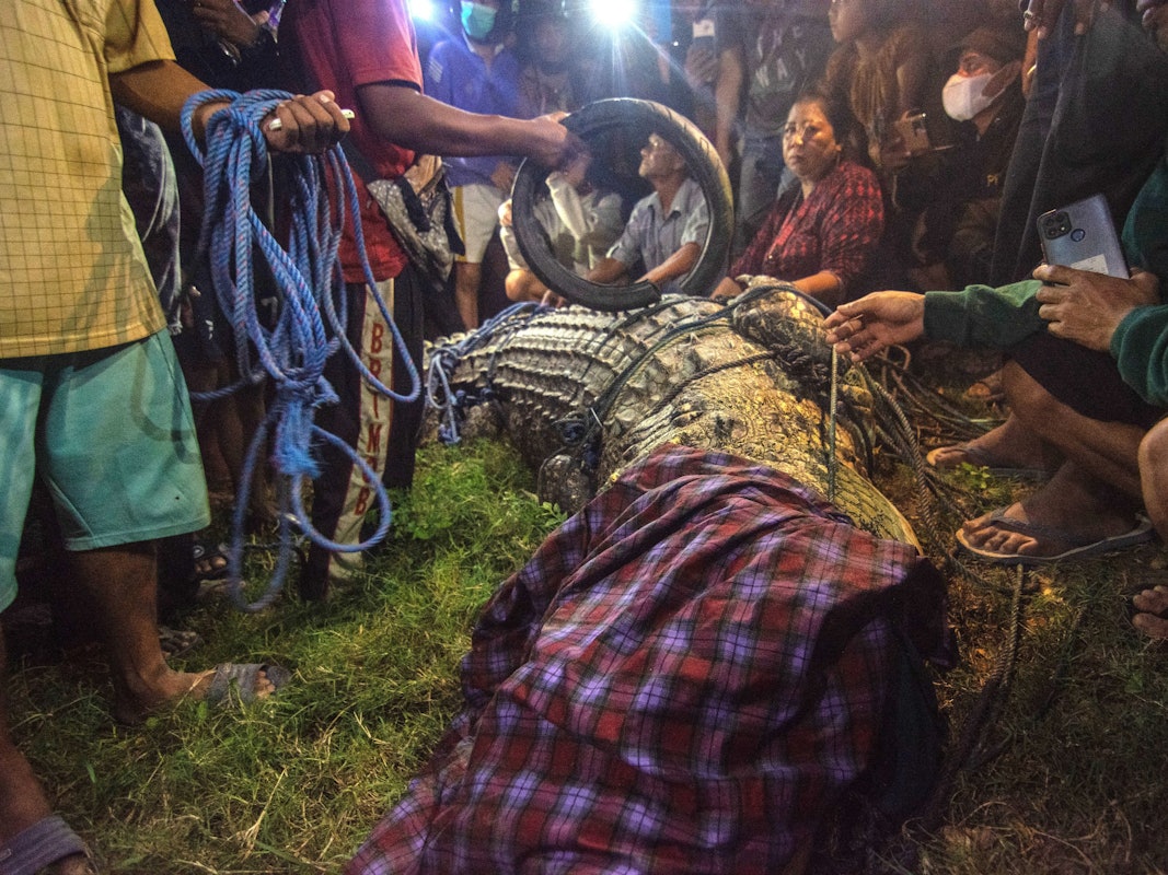 Zahlreiche Menschen stehen um das Krokodil herum, das gerade von dem lästigen Reifen um den Hals befreit wurde.