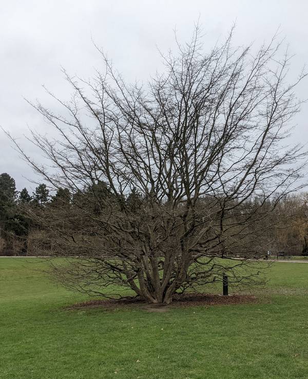 Baum auf offener Fläche im Kölner Friedenspark.