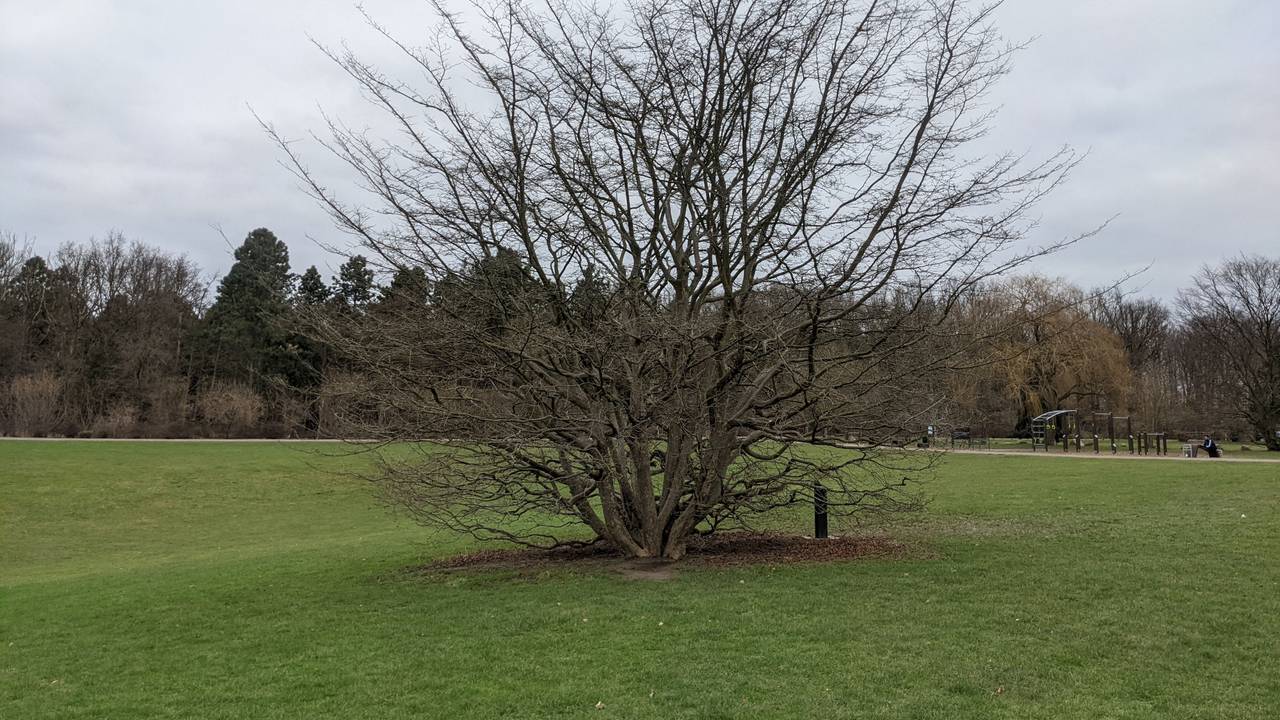 Baum auf offener Fläche im Kölner Friedenspark.