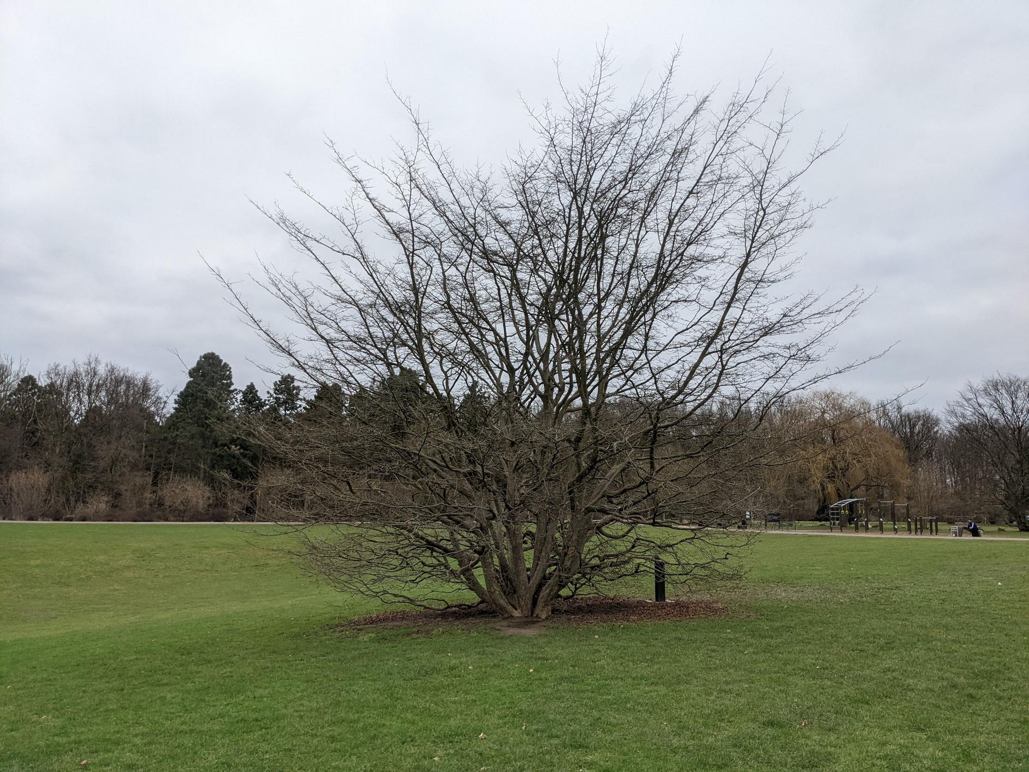 Baum auf offener Fläche im Kölner Friedenspark.
