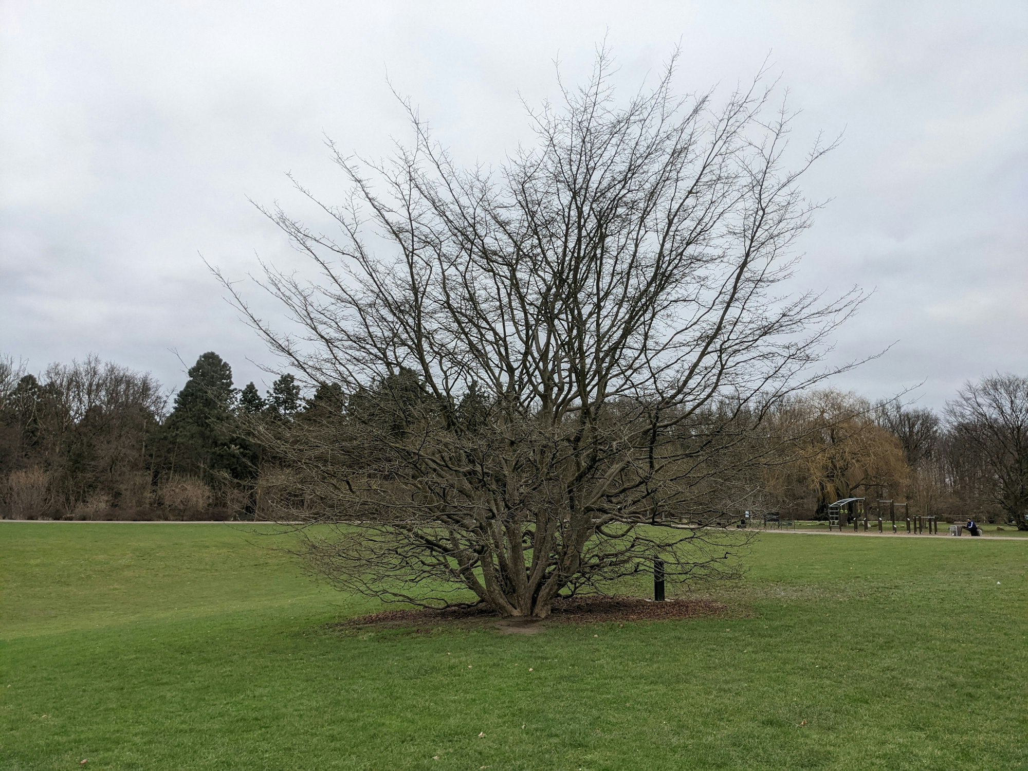 Baum auf offener Fläche im Kölner Friedenspark.