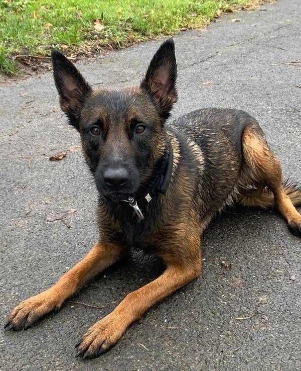 Diensthündin Ivy von der Kölner Polizei