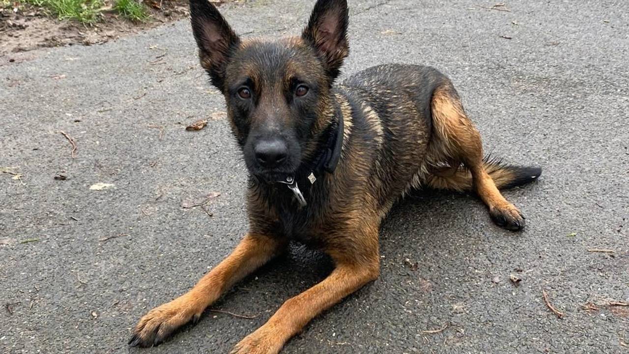Diensthündin Ivy von der Kölner Polizei