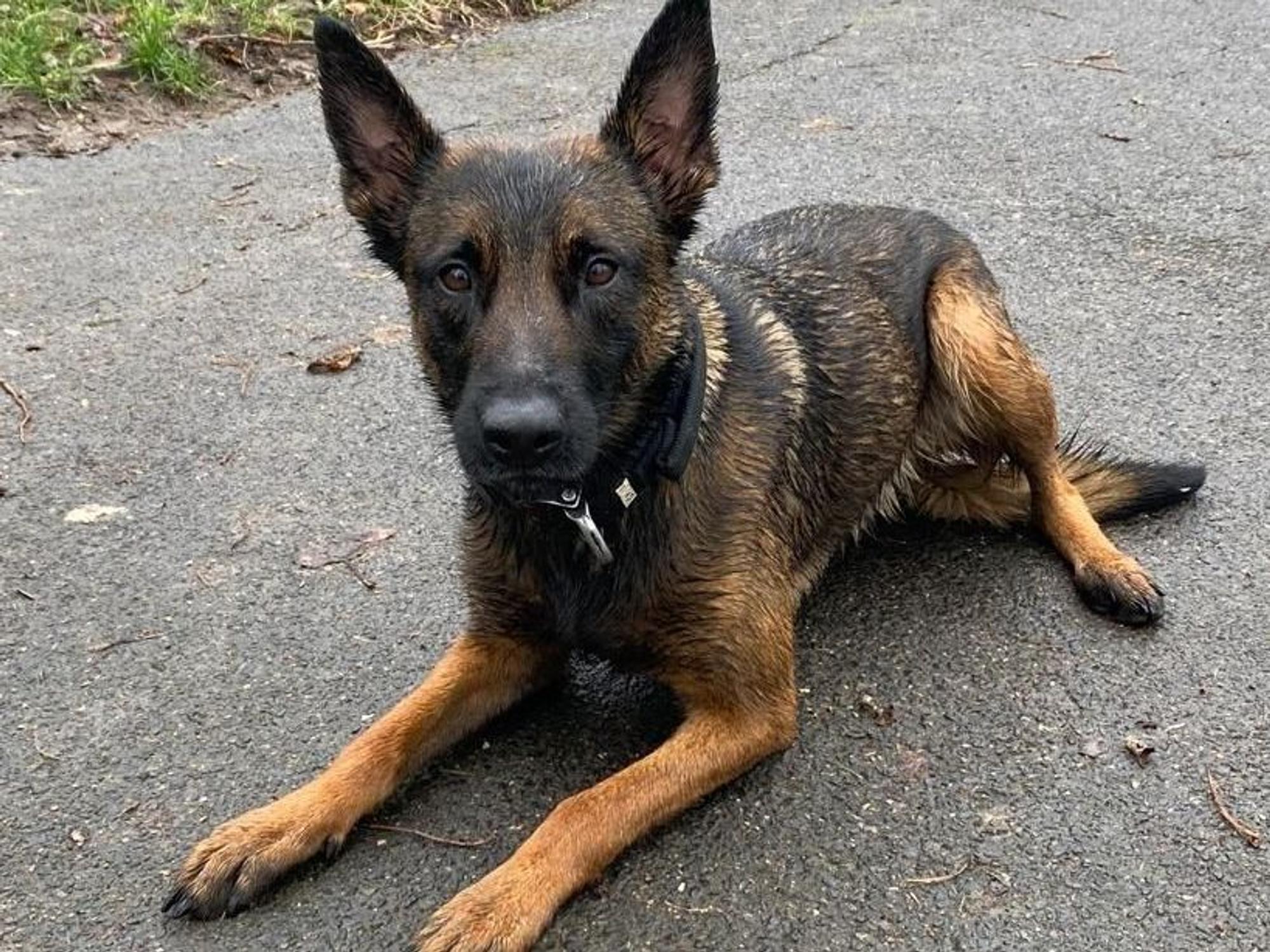 Diensthündin Ivy von der Kölner Polizei