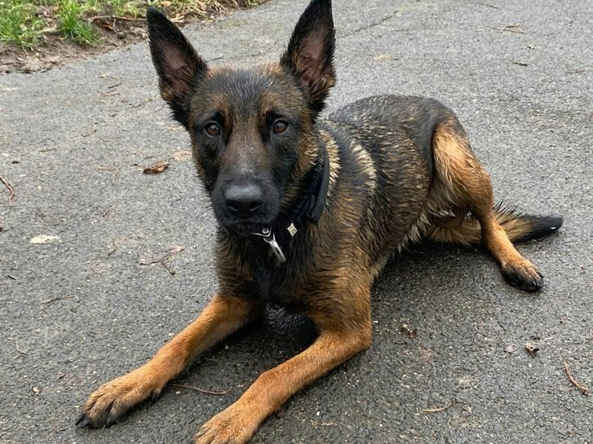 Diensthündin Ivy von der Kölner Polizei