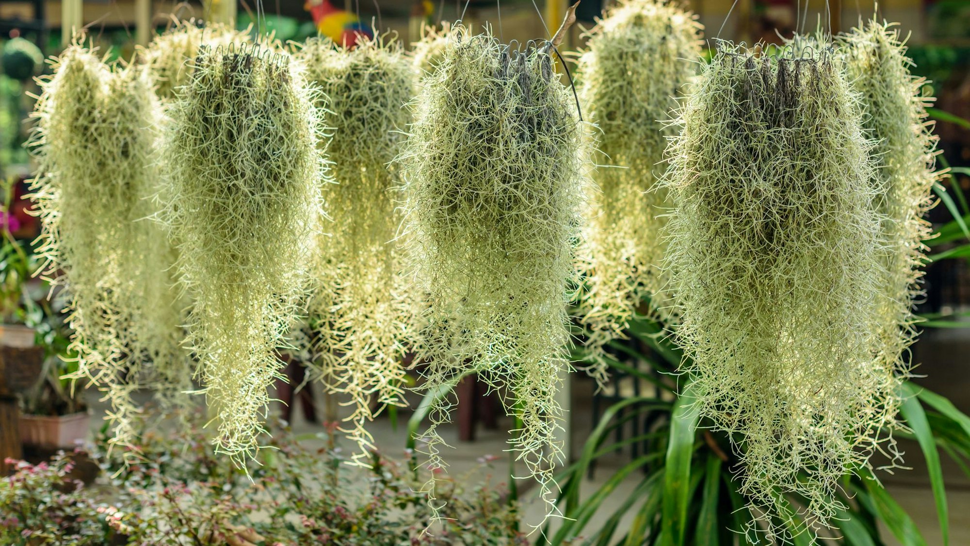 Tillandsien sind gute Hängepflanzen fürs Badezimmer.