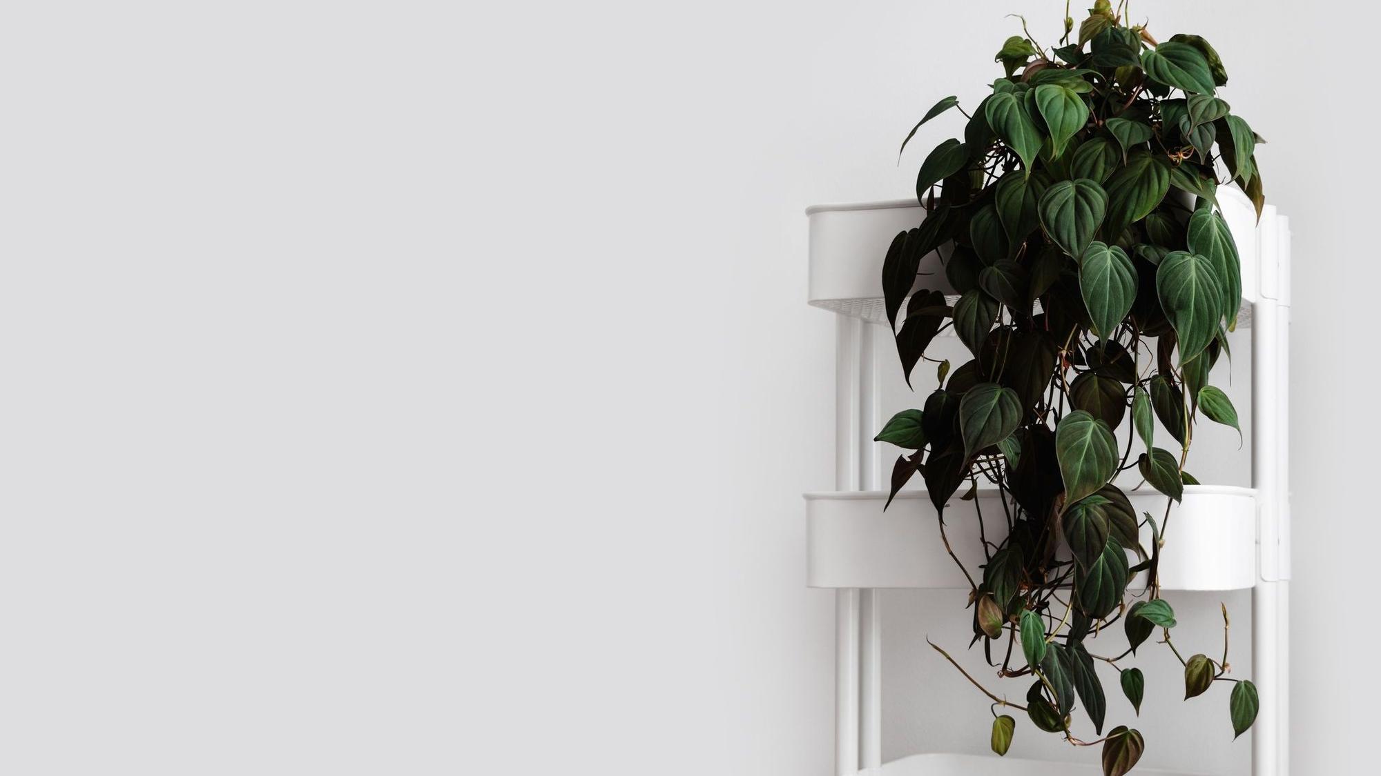 Eine pflegeleichte Hängepflanze: der Kletterphilodendron.