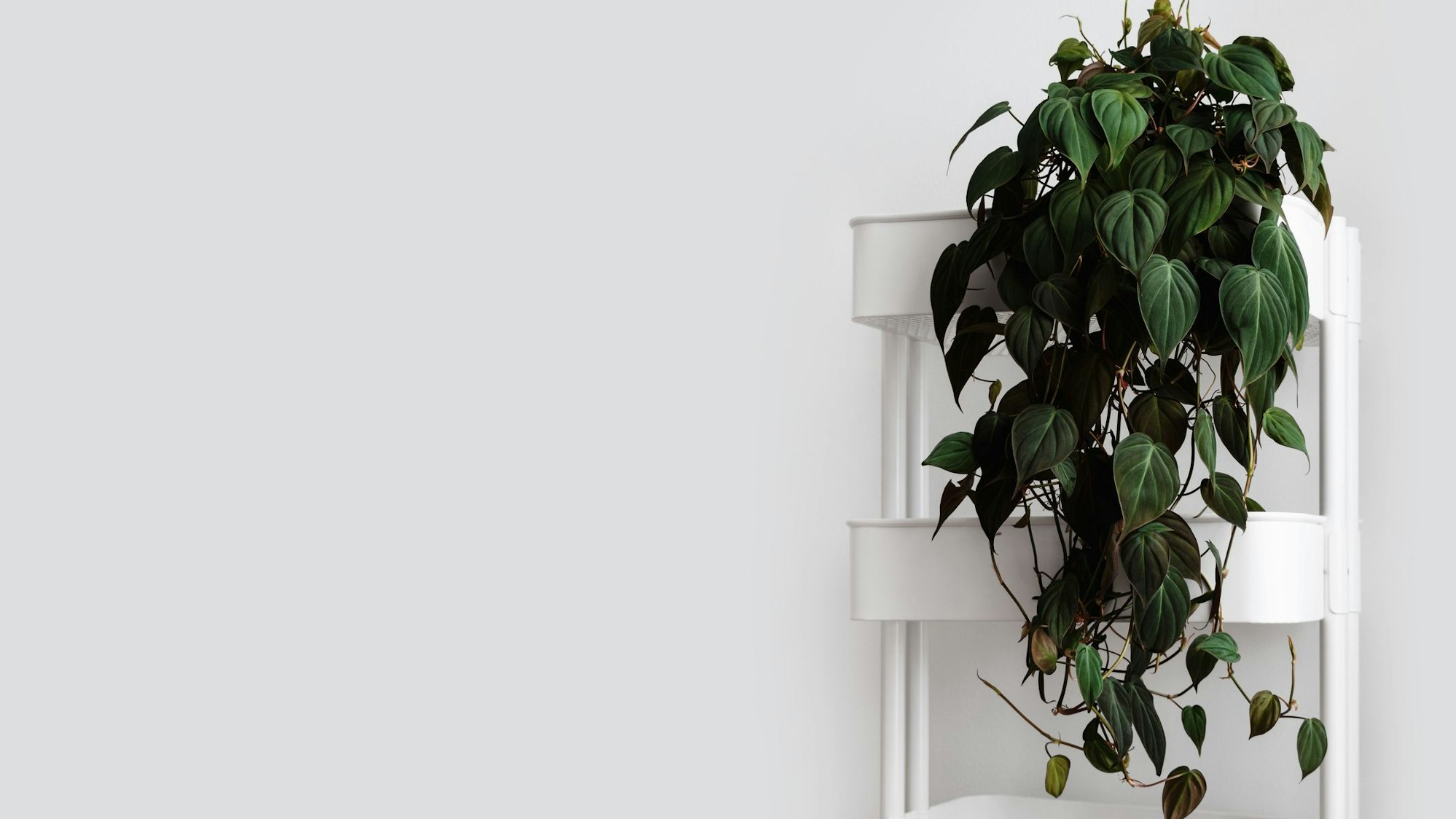 Eine pflegeleichte Hängepflanze: der Kletterphilodendron.