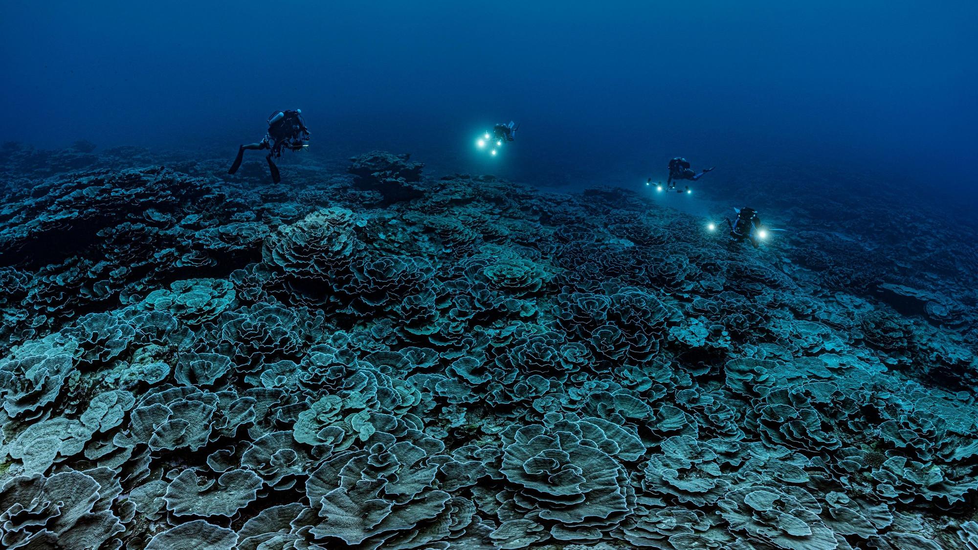 Meeresforschende haben vor der Küste Tahitis in den Tiefen des Südpazifiks ein mehr als drei Kilometer langes Korallenriff entdeckt. Die von Nesseltieren gebildeten Struktur befinde sich in 35 bis 70 Metern Tiefe und scheine in einem guten Zustand zu sein, sagen sie.