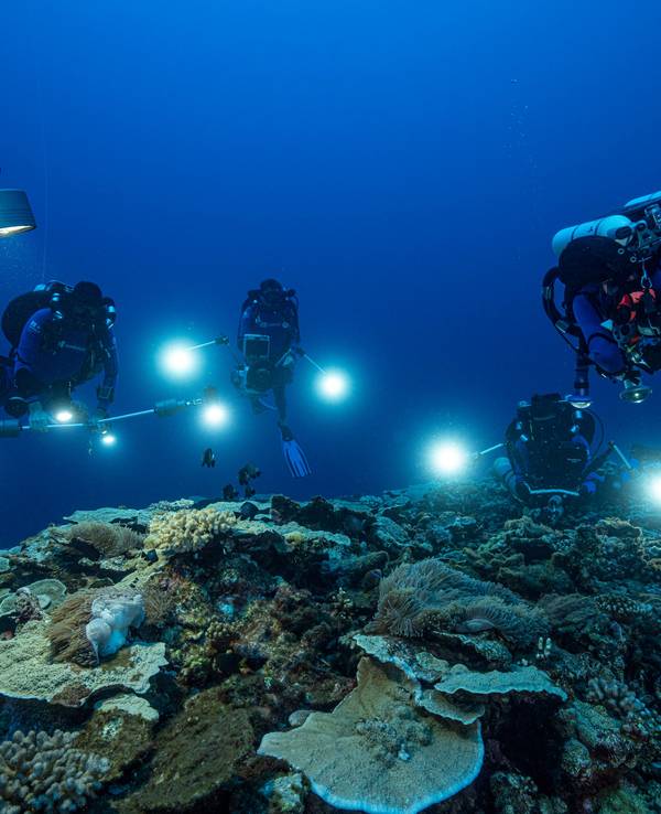 Auf diesem von @alexis.rosenfeld zur Verfügung gestellten Foto untersuchen Forscher des französischen Nationalen Zentrums für wissenschaftliche Forschung im Dezember 2021 Korallen in den Gewässern vor der Küste von Tahiti in Französisch-Polynesien. Dieses Riff haben Taucher im Pazifik entdeckt. Foto: Alexis Rosenfeld/@alexis.rosenfeld via AP/dpa - ACHTUNG: Nur zur redaktionellen Verwendung im Zusammenhang mit der aktuellen Berichterstattung und nur mit vollständiger Nennung des vorstehenden Credits. Verwendung nur bis zum 01.02.2022 ACHTUNG: Dieses Foto hat dpa bereits im Bildfunk gesendet. - Honorarfrei nur für Bezieher des Dienstes dpa-Nachrichten für Kinder +++ dpa-Nachrichten für Kinder +++