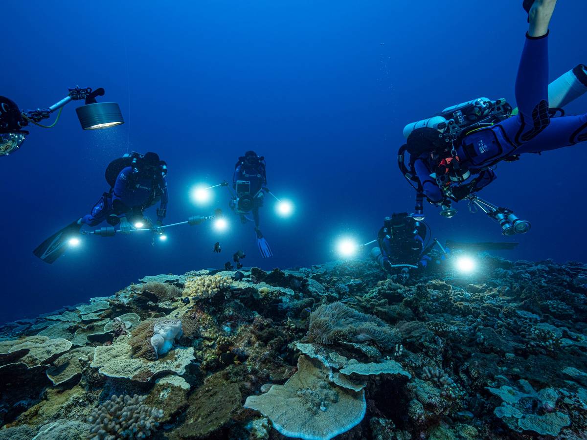Auf diesem von @alexis.rosenfeld zur Verfügung gestellten Foto untersuchen Forscher des französischen Nationalen Zentrums für wissenschaftliche Forschung im Dezember 2021 Korallen in den Gewässern vor der Küste von Tahiti in Französisch-Polynesien. Dieses Riff haben Taucher im Pazifik entdeckt. Foto: Alexis Rosenfeld/@alexis.rosenfeld via AP/dpa - ACHTUNG: Nur zur redaktionellen Verwendung im Zusammenhang mit der aktuellen Berichterstattung und nur mit vollständiger Nennung des vorstehenden Credits. Verwendung nur bis zum 01.02.2022 ACHTUNG: Dieses Foto hat dpa bereits im Bildfunk gesendet. - Honorarfrei nur für Bezieher des Dienstes dpa-Nachrichten für Kinder +++ dpa-Nachrichten für Kinder +++