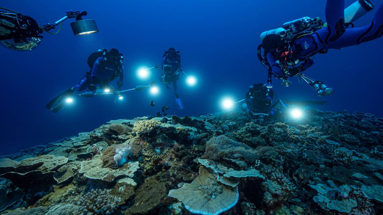 Auf diesem von @alexis.rosenfeld zur Verfügung gestellten Foto untersuchen Forscher des französischen Nationalen Zentrums für wissenschaftliche Forschung im Dezember 2021 Korallen in den Gewässern vor der Küste von Tahiti in Französisch-Polynesien. Dieses Riff haben Taucher im Pazifik entdeckt. Foto: Alexis Rosenfeld/@alexis.rosenfeld via AP/dpa - ACHTUNG: Nur zur redaktionellen Verwendung im Zusammenhang mit der aktuellen Berichterstattung und nur mit vollständiger Nennung des vorstehenden Credits. Verwendung nur bis zum 01.02.2022 ACHTUNG: Dieses Foto hat dpa bereits im Bildfunk gesendet. - Honorarfrei nur für Bezieher des Dienstes dpa-Nachrichten für Kinder +++ dpa-Nachrichten für Kinder +++