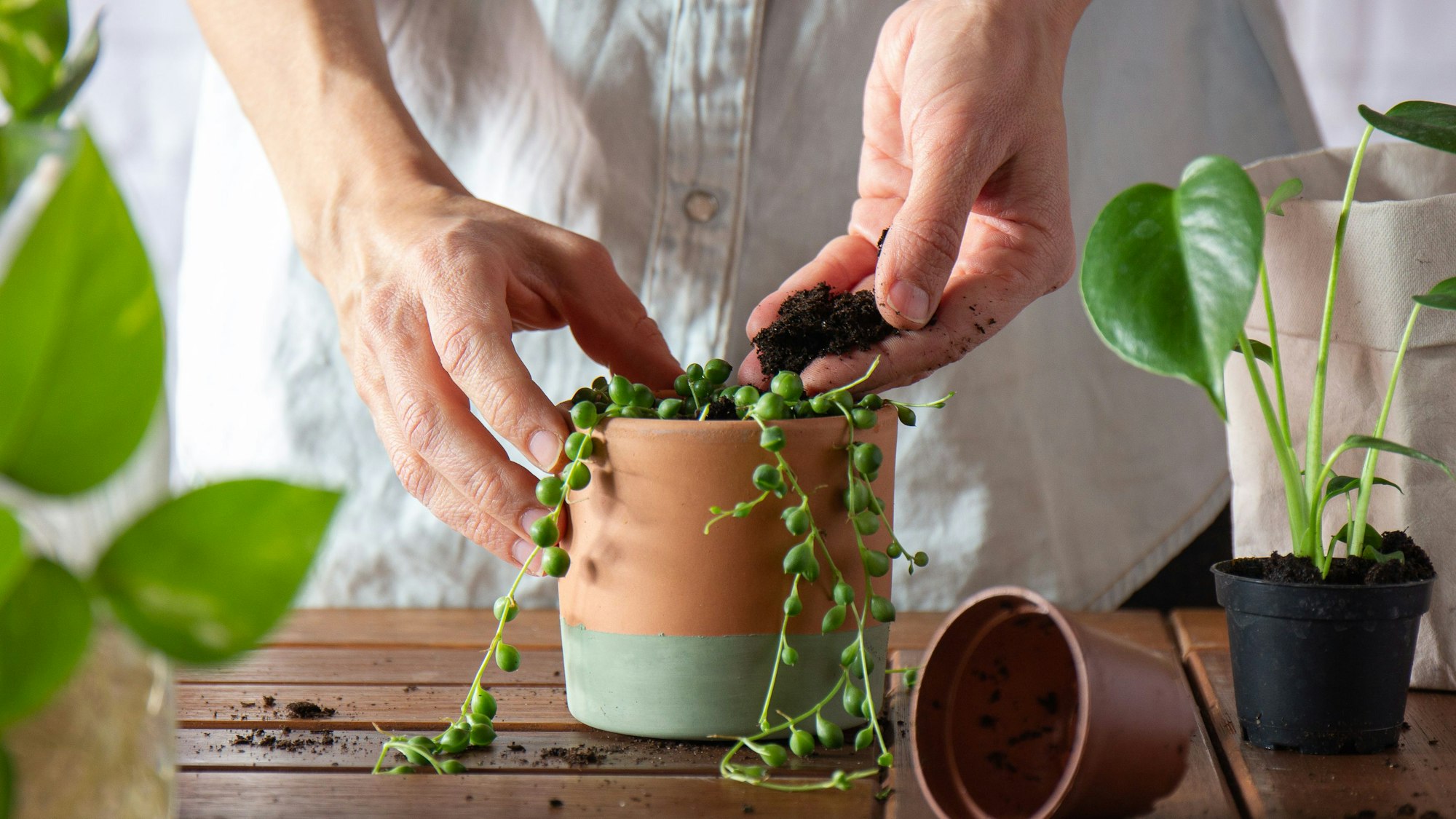 Nicht ganz pflegeleicht, aber wunderschön: die Erbsenpflanze.