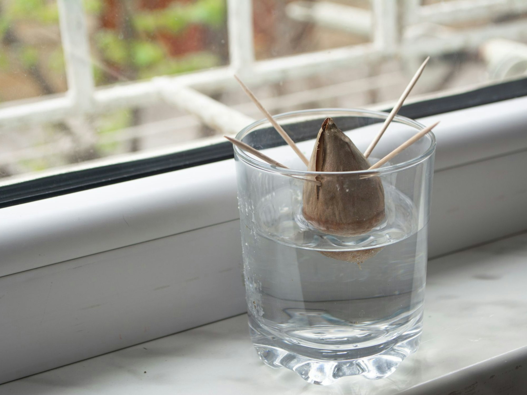 Auch die Avocado lässt sich aus einem Kern ziehen.