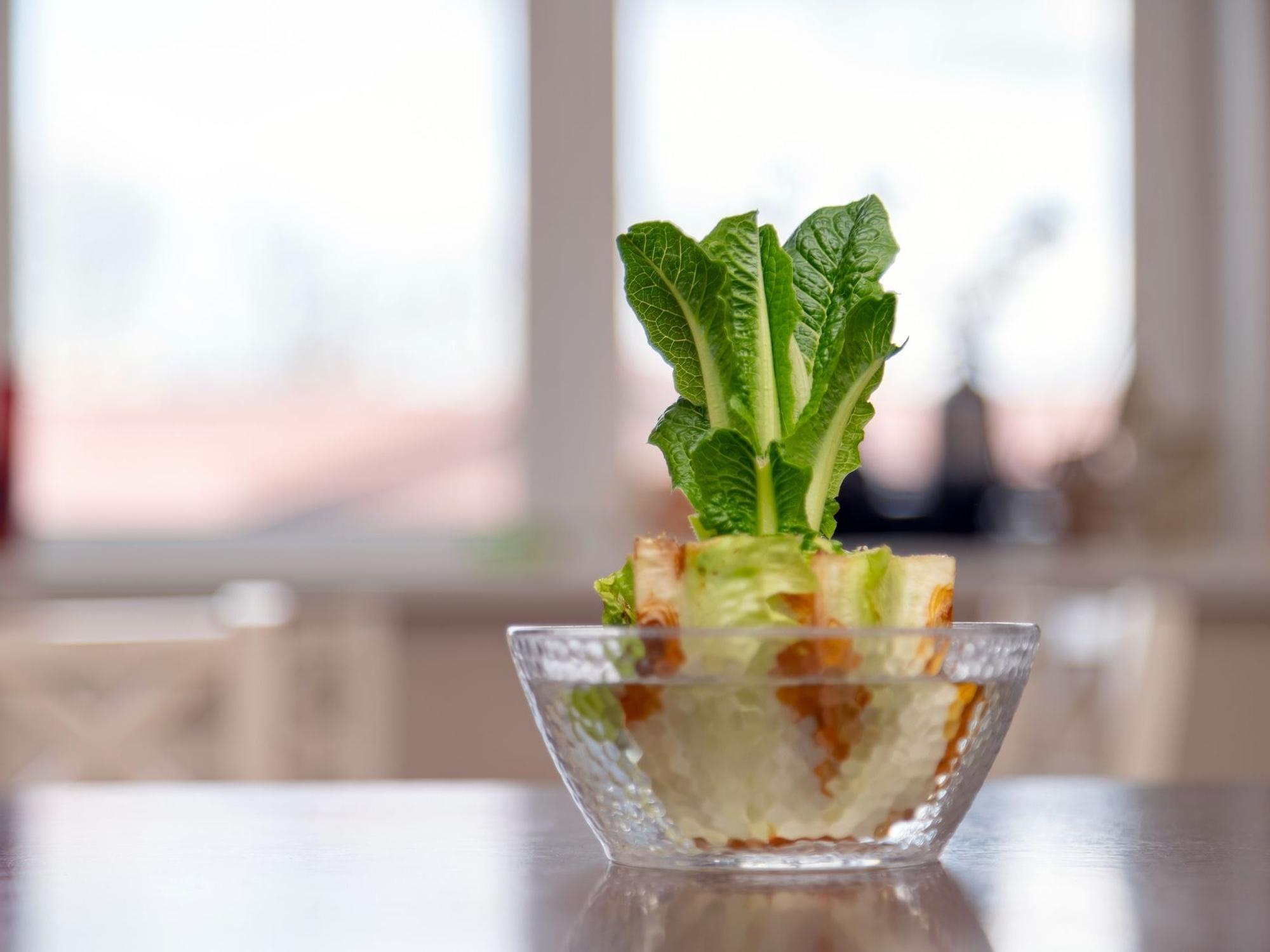 Regrowing im Wasser funktioniert bei Lauch, Zwiebeln, Salat und Co.