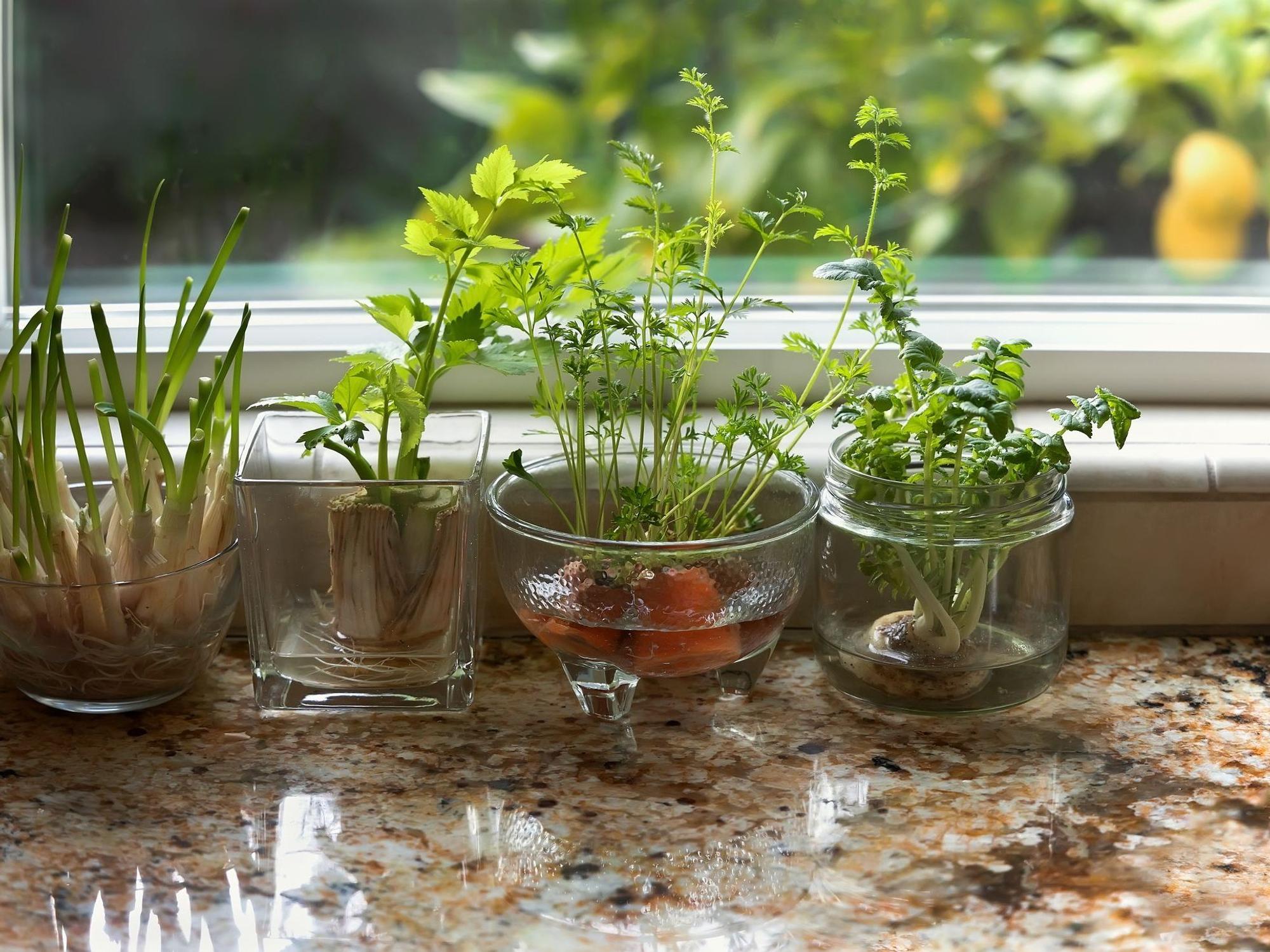 Beim Regrowing in Wasser wächst neues Grünzeug aus Karotten und Co.