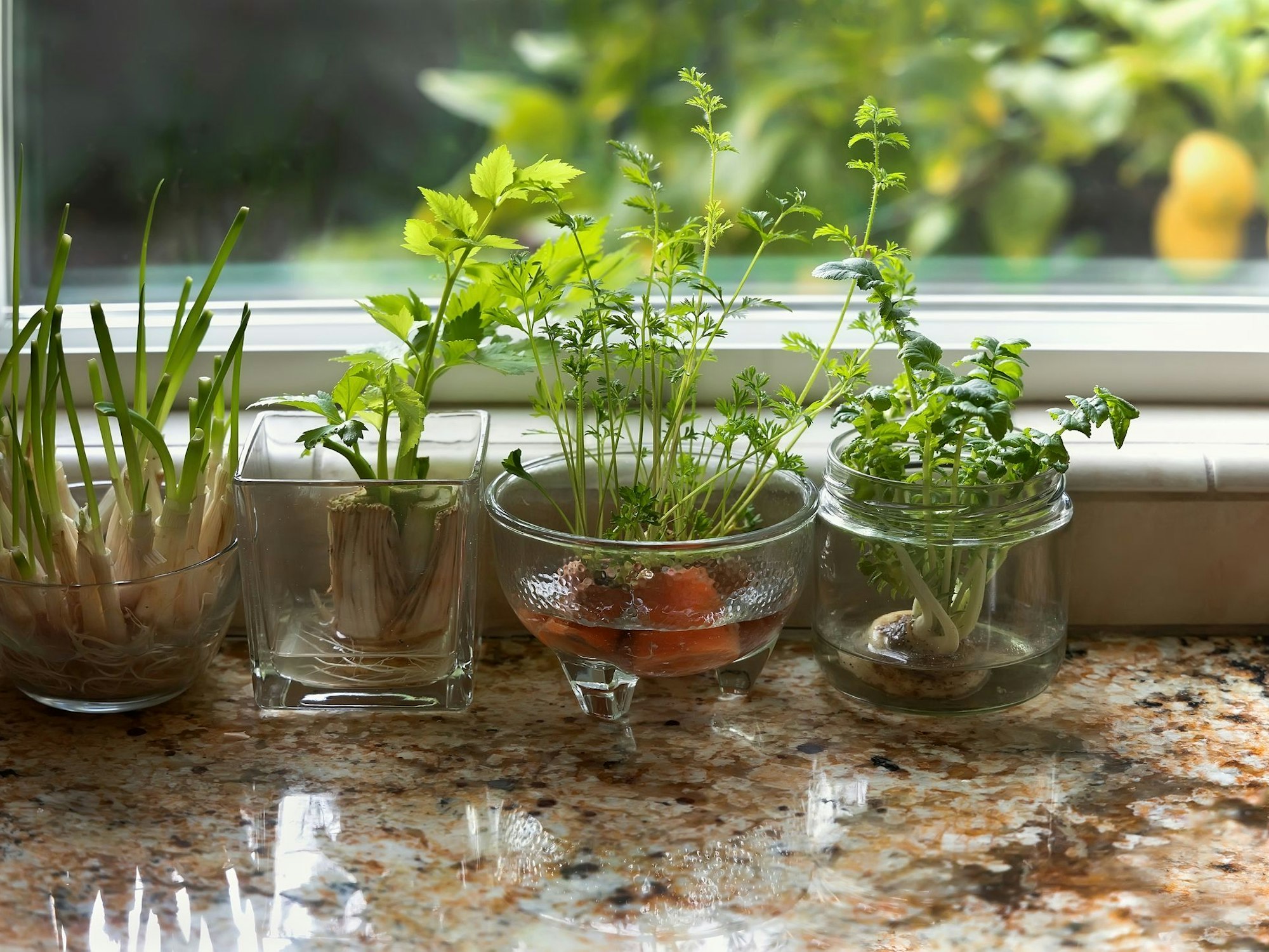 Beim Regrowing in Wasser wächst neues Grünzeug aus Karotten und Co.