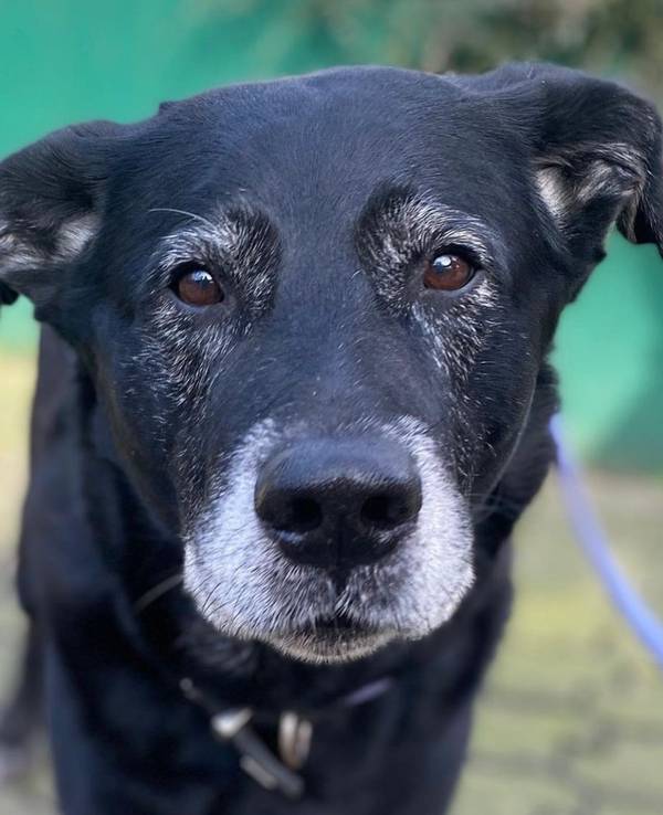 Hund Ursus auf dem Gelände des Dellbrücker Tierheims