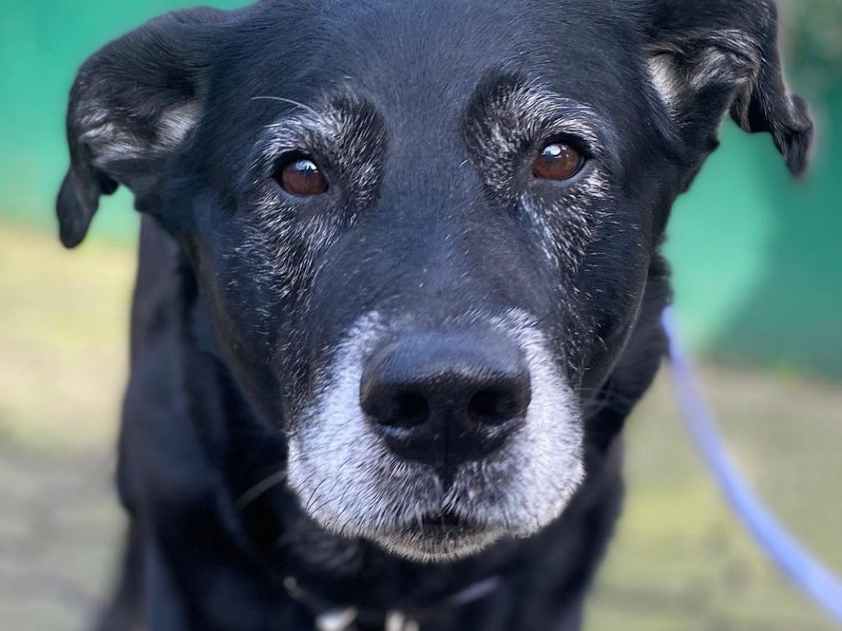 Hund Ursus auf dem Gelände des Dellbrücker Tierheims