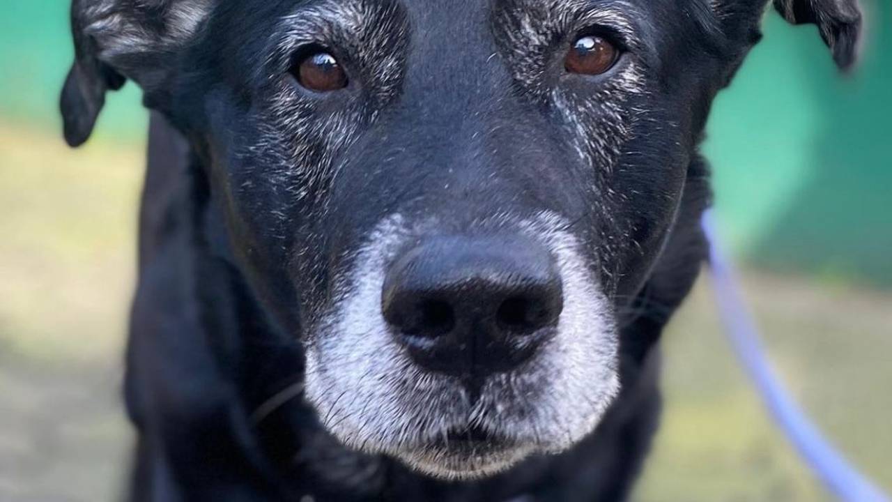 Hund Ursus auf dem Gelände des Dellbrücker Tierheims