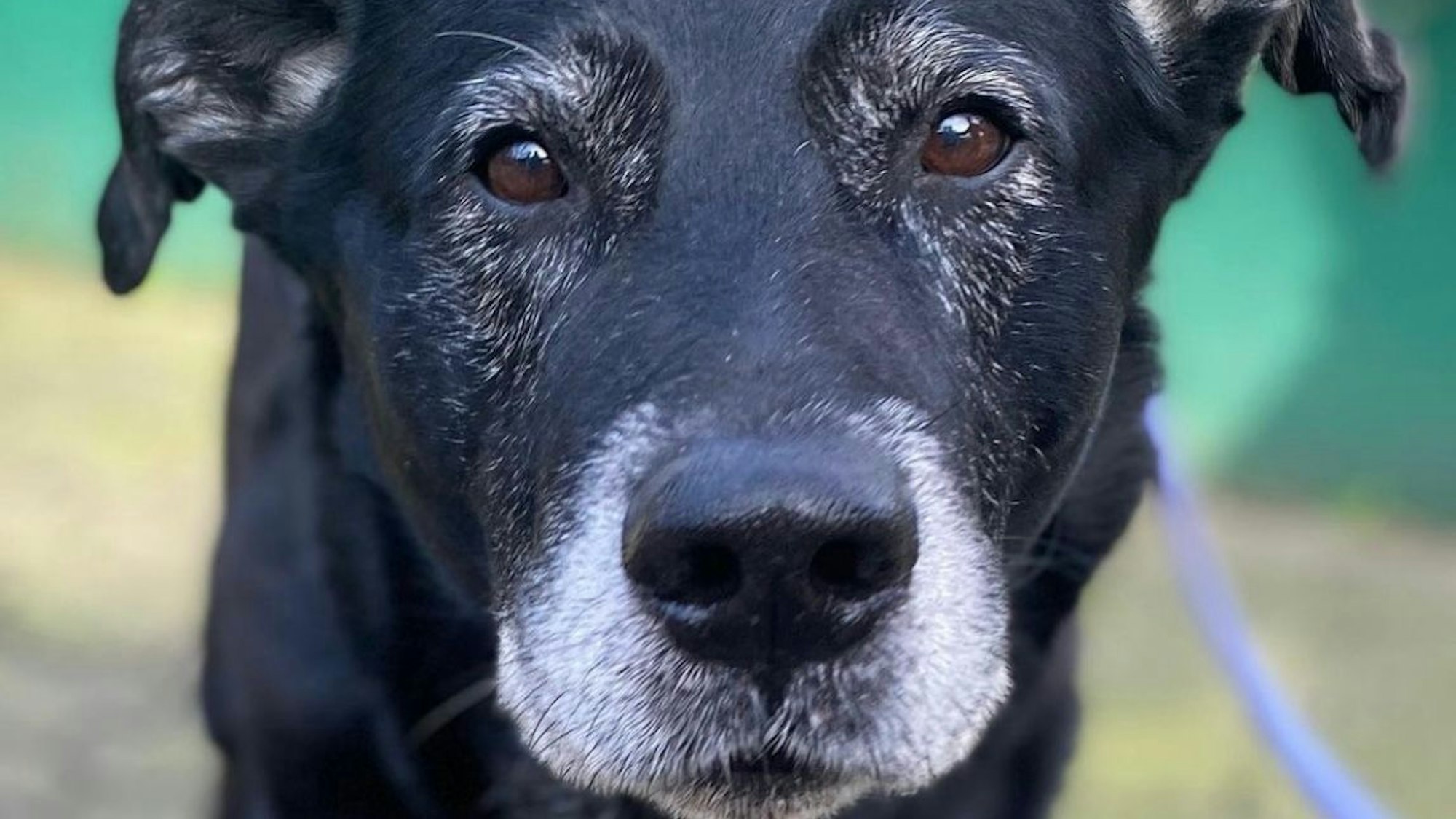 Hund Ursus auf dem Gelände des Dellbrücker Tierheims