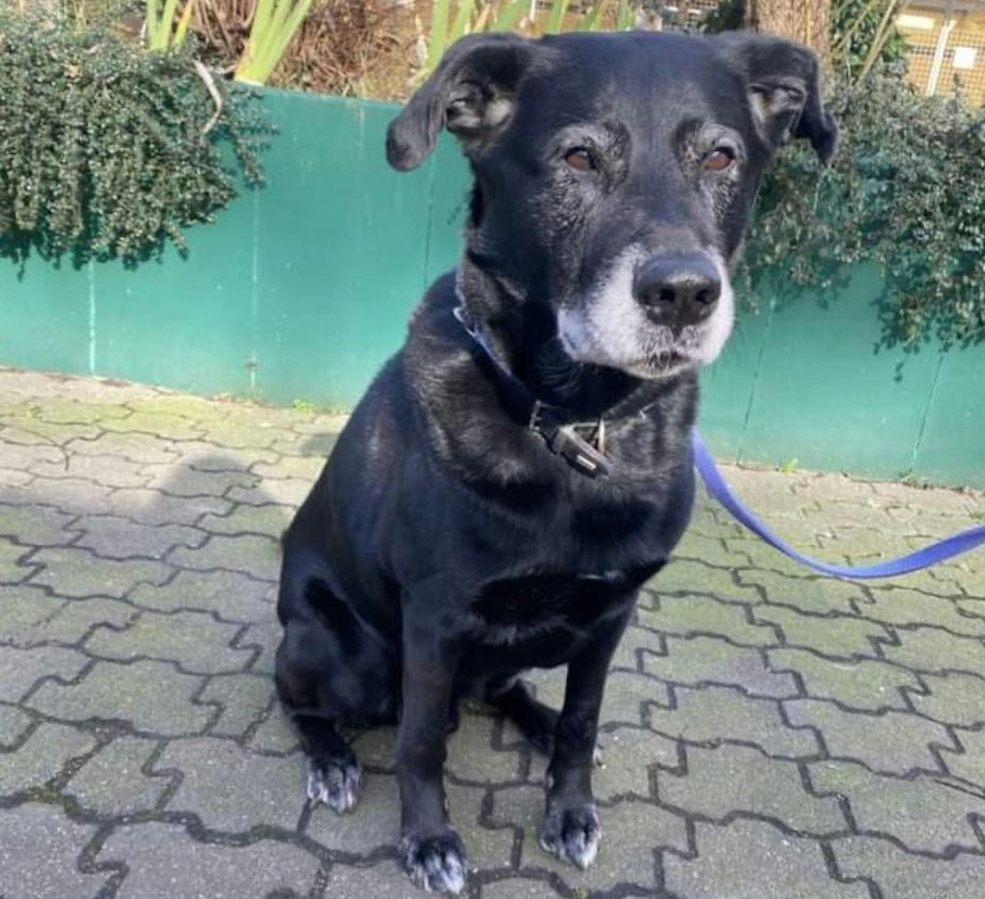 Hund Ursus auf dem Gelände des Dellbrücker Tierheims