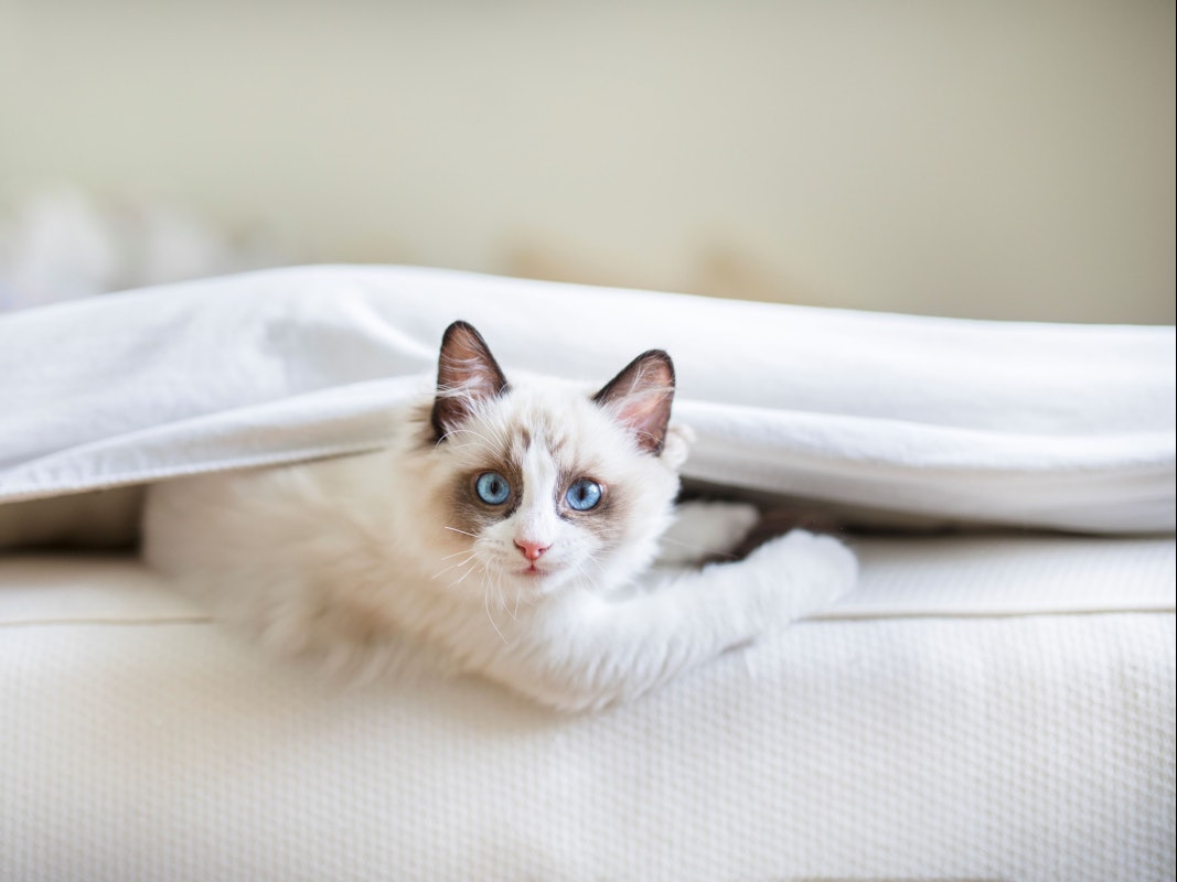 Egal, ob Haustiere mit im Bett schlafen oder nicht: Die Matratze sollte regelmäßig gereinigt werden.