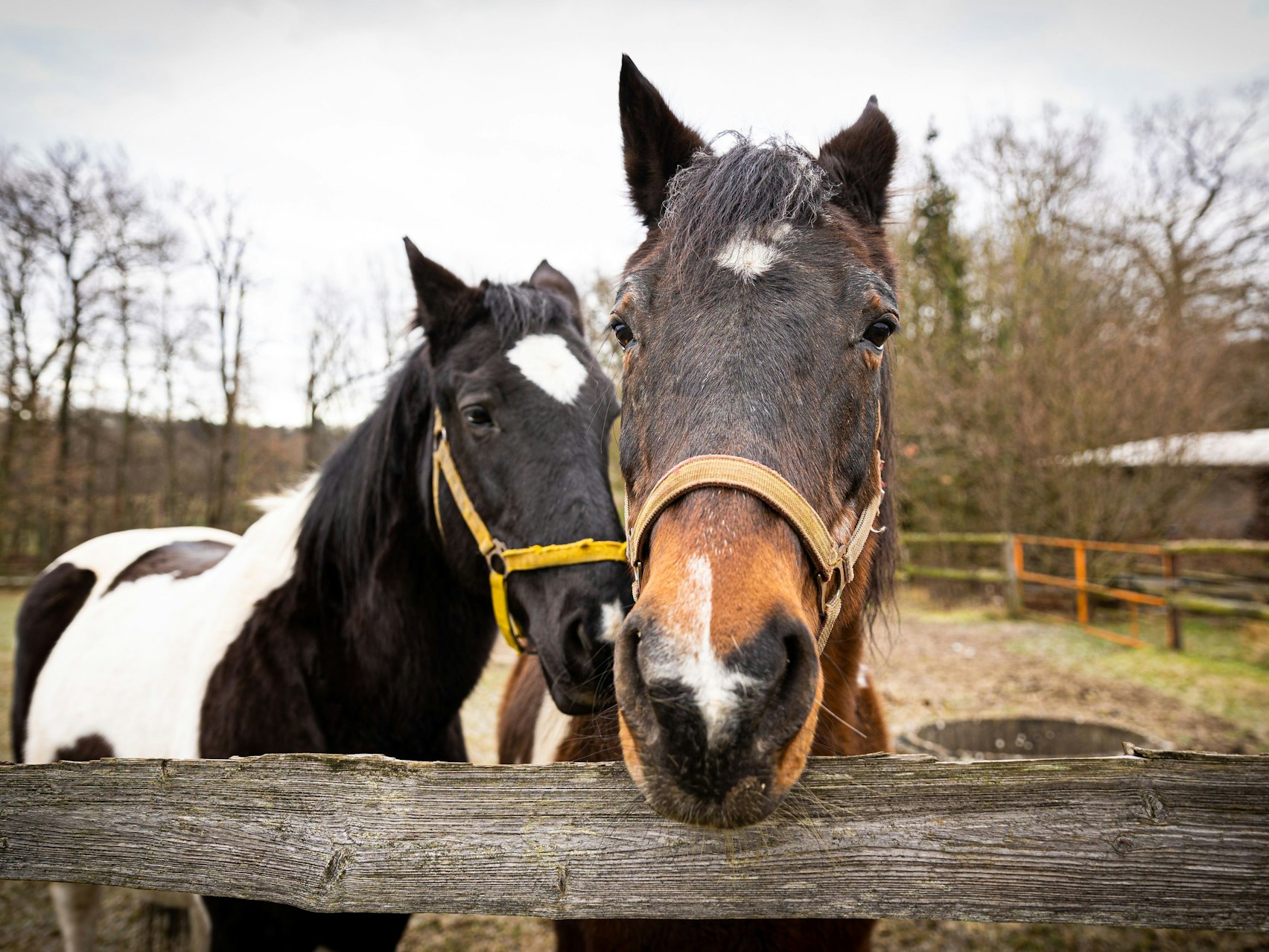 Pferde stehen bei trübem Wetter mit frostigen Temperaturen auf einer Weide.