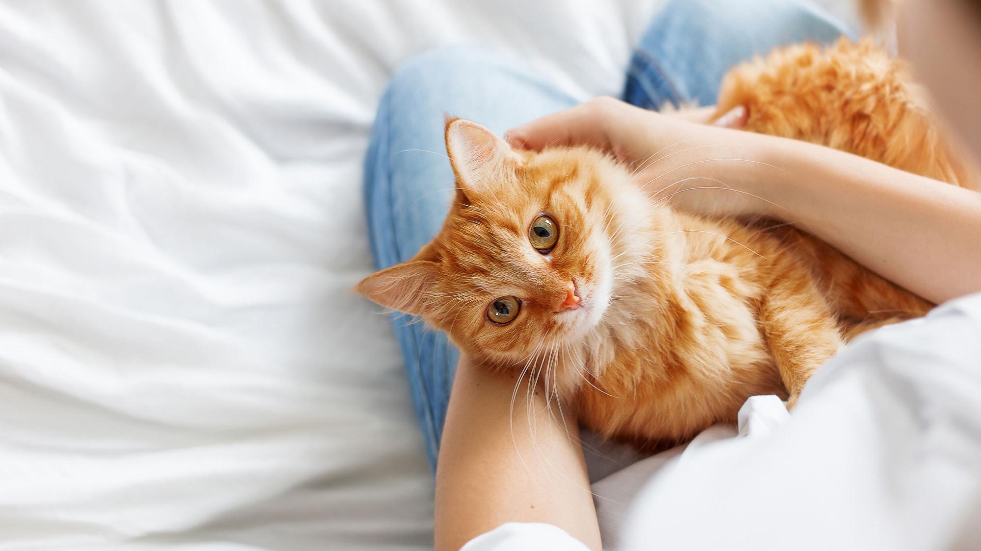 Wohnungskatzen sollten nicht alleine gehalten werden, daher am besten direkt zwei Katzen adoptieren.