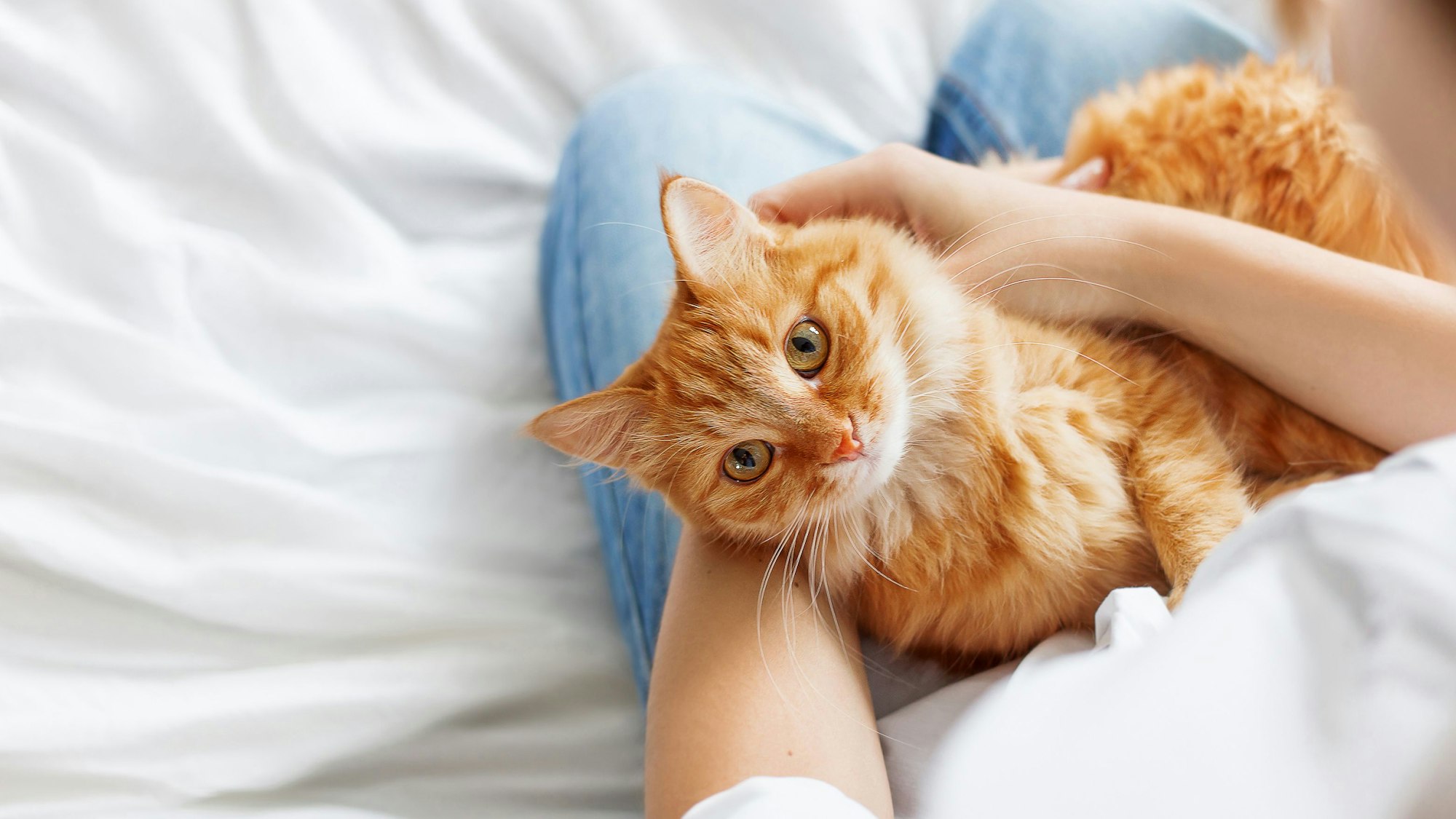 Wohnungskatzen sollten nicht alleine gehalten werden, daher am besten direkt zwei Katzen adoptieren.