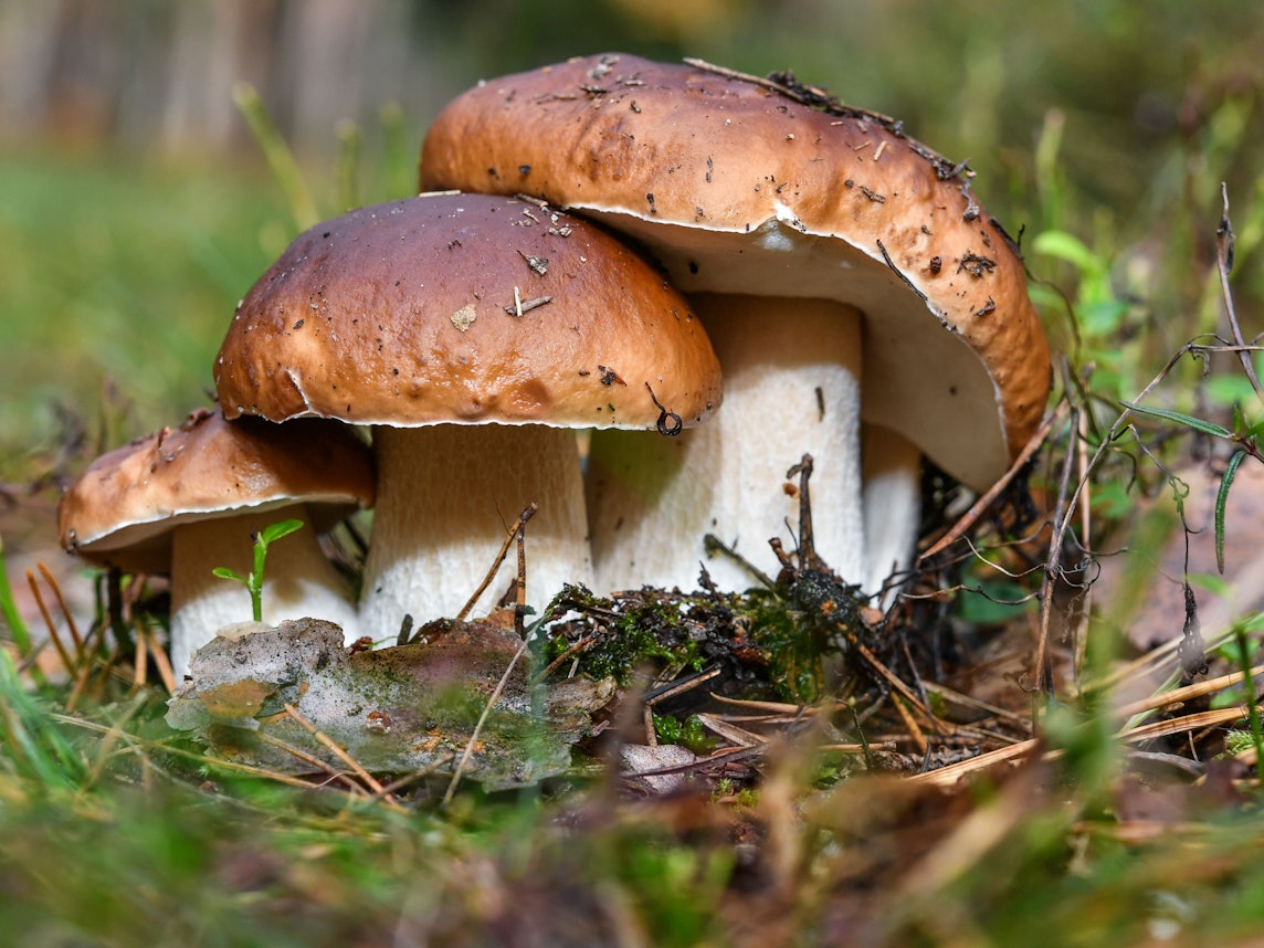 Drei Steinpilze wachsen eng beieinander.