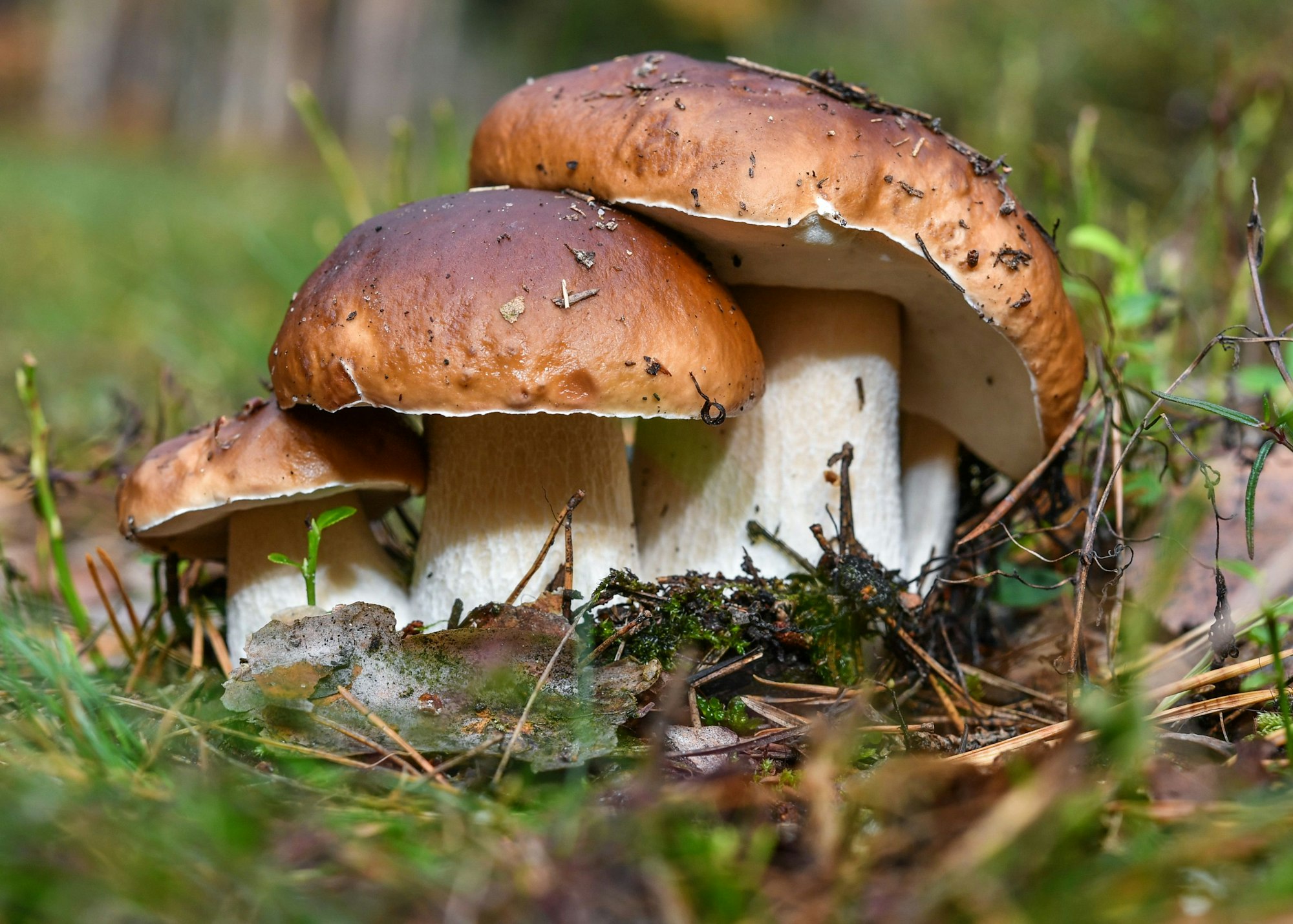 Drei Steinpilze wachsen eng beieinander.