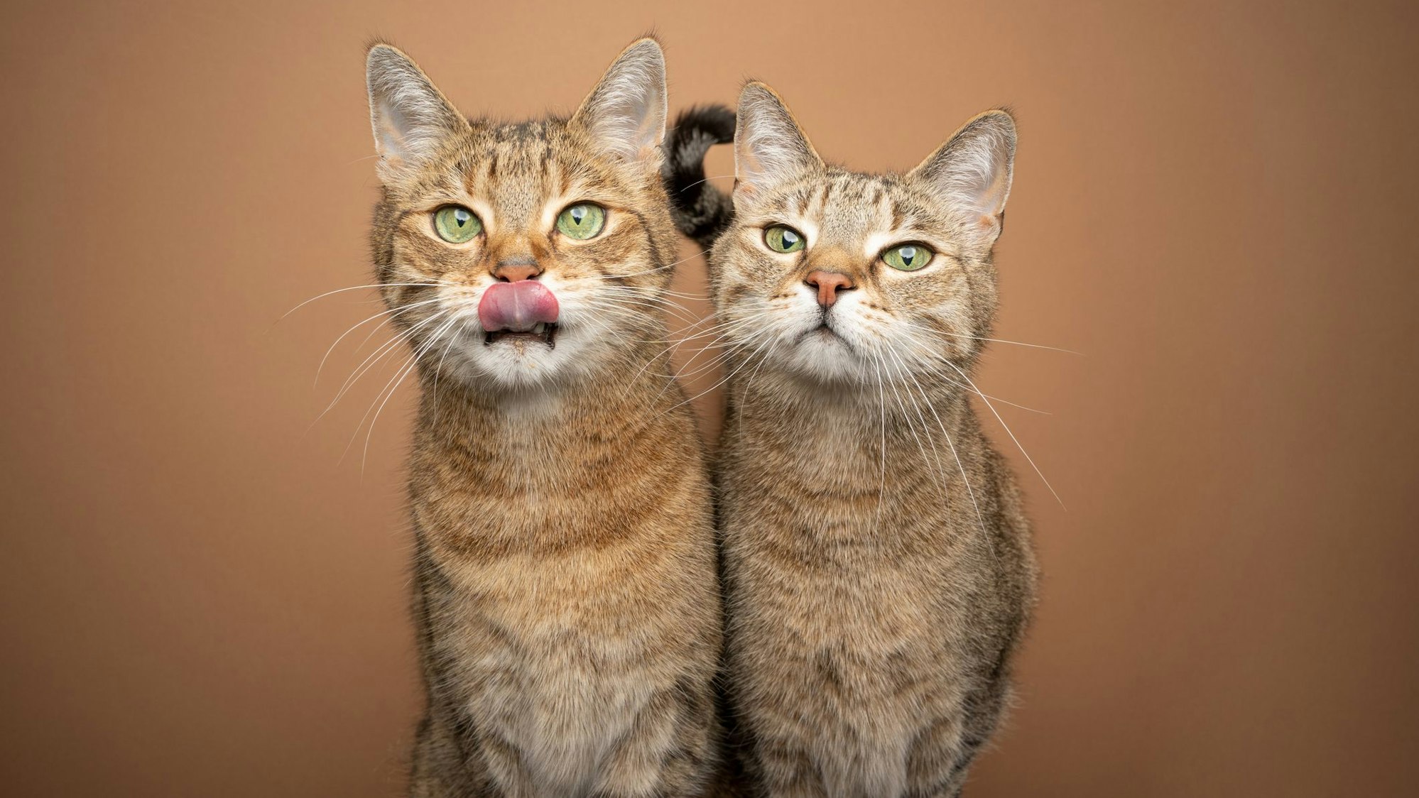 Adoptiert man direkt ein Katzenpaar, ist die Wahrscheinlichkeit höher, dass die beiden sich gut verstehen.