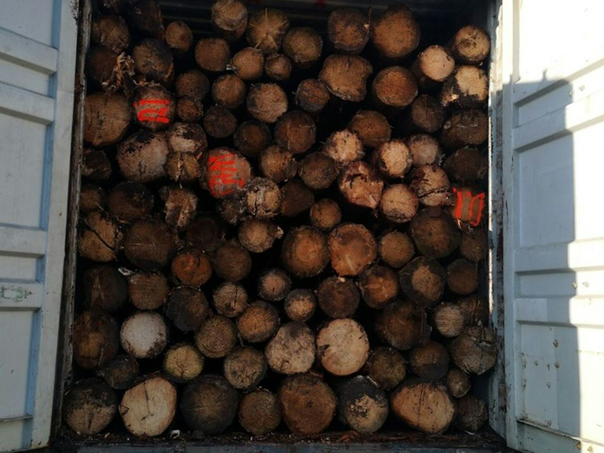 Ein Transporter ist bis zum Dach mit Baumstämmen beladen.