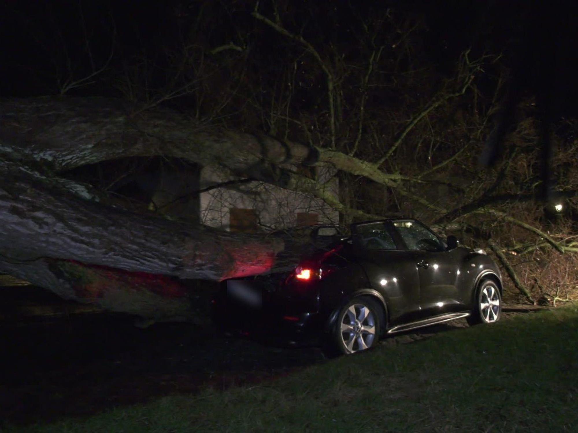 Ein massiver Baum ist in Berlin während des Sturmtiefs „Ylenia“ auf mehrere Autos gefallen.