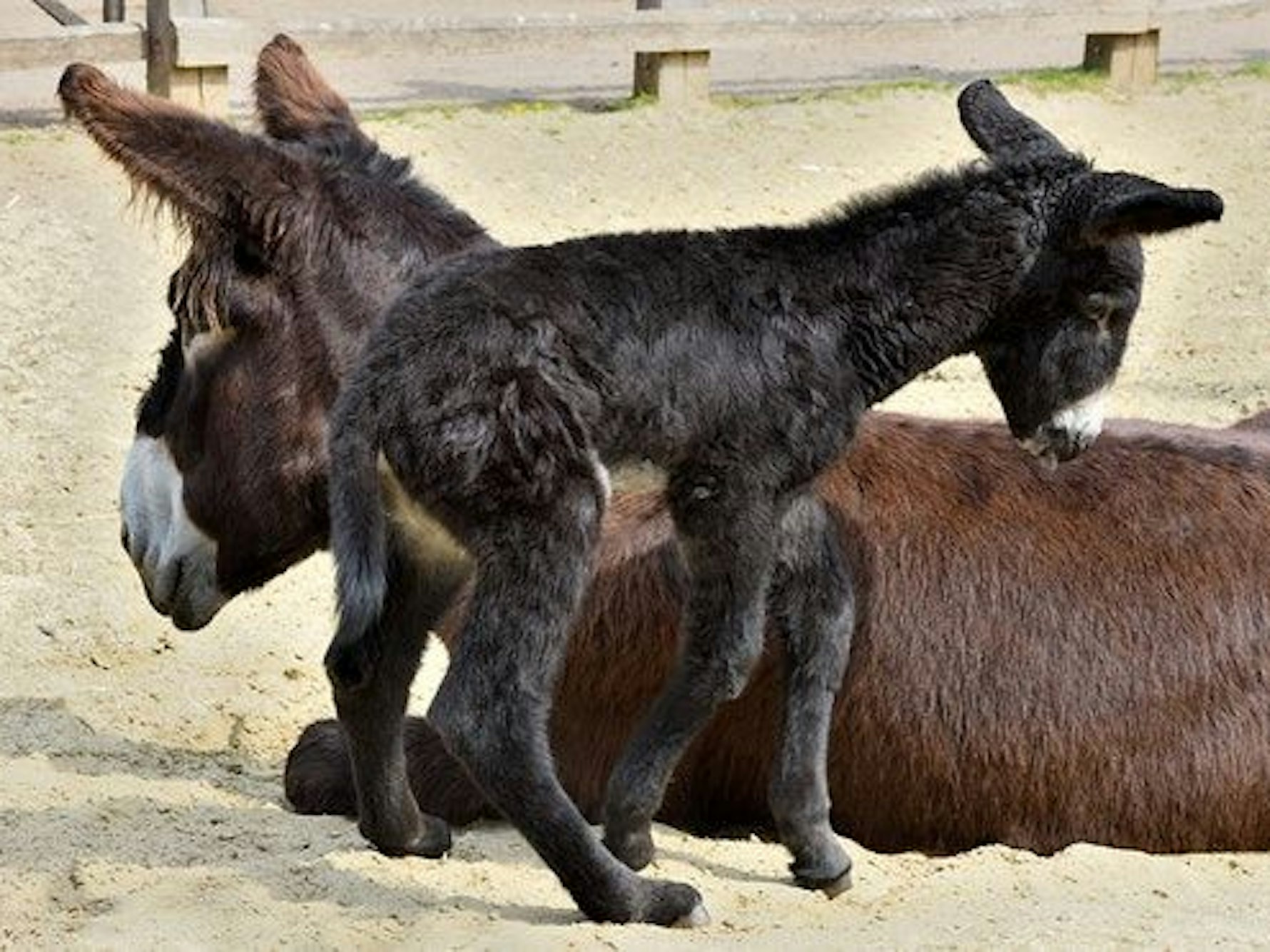 Poitou-Eselstute mit ihrem Fohlen.