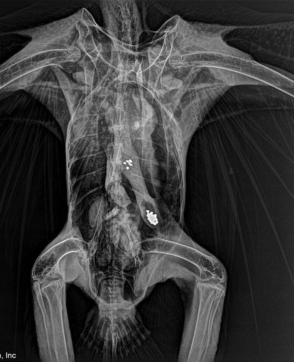 Das vom Tri-State Bird Rescue & Research bereitgestellte Röntgenbild zeigt Metallpartikel im Magen-Darm-Trakt eines Weißkopfseeadlers in Newark (Delaware). Eine neue Studie legt nahe, dass jeder zweite Adler an einer Vergiftung leidet.