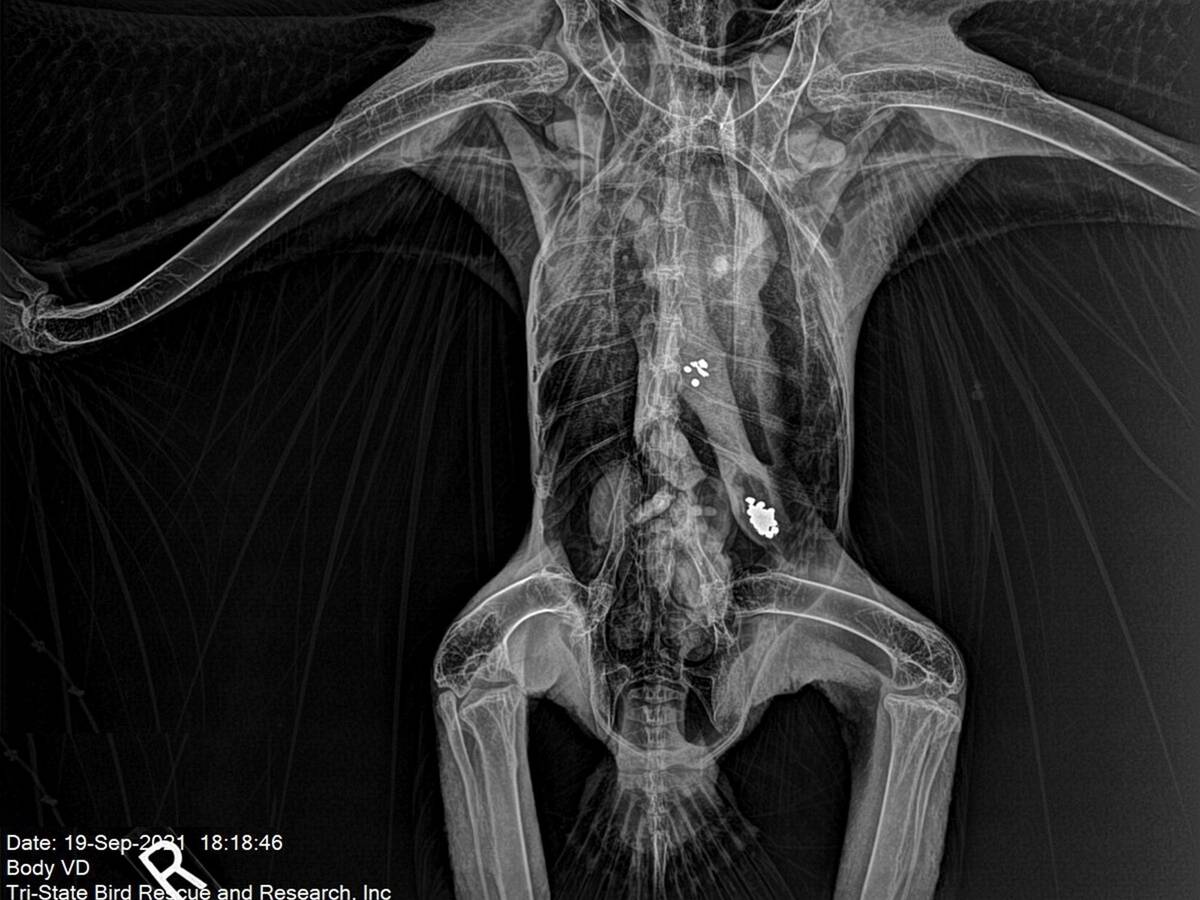 Das vom Tri-State Bird Rescue & Research bereitgestellte Röntgenbild zeigt Metallpartikel im Magen-Darm-Trakt eines Weißkopfseeadlers in Newark (Delaware). Eine neue Studie legt nahe, dass jeder zweite Adler an einer Vergiftung leidet.