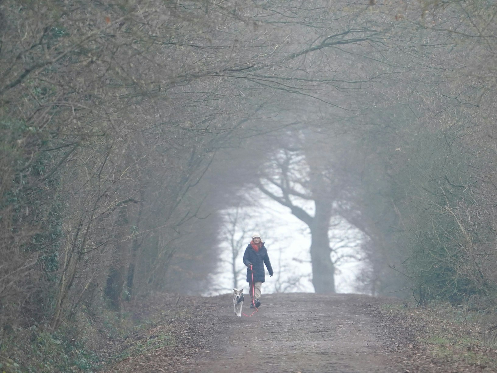 Eine Frau geht mit einem Hund in einer Allee spazieren.
