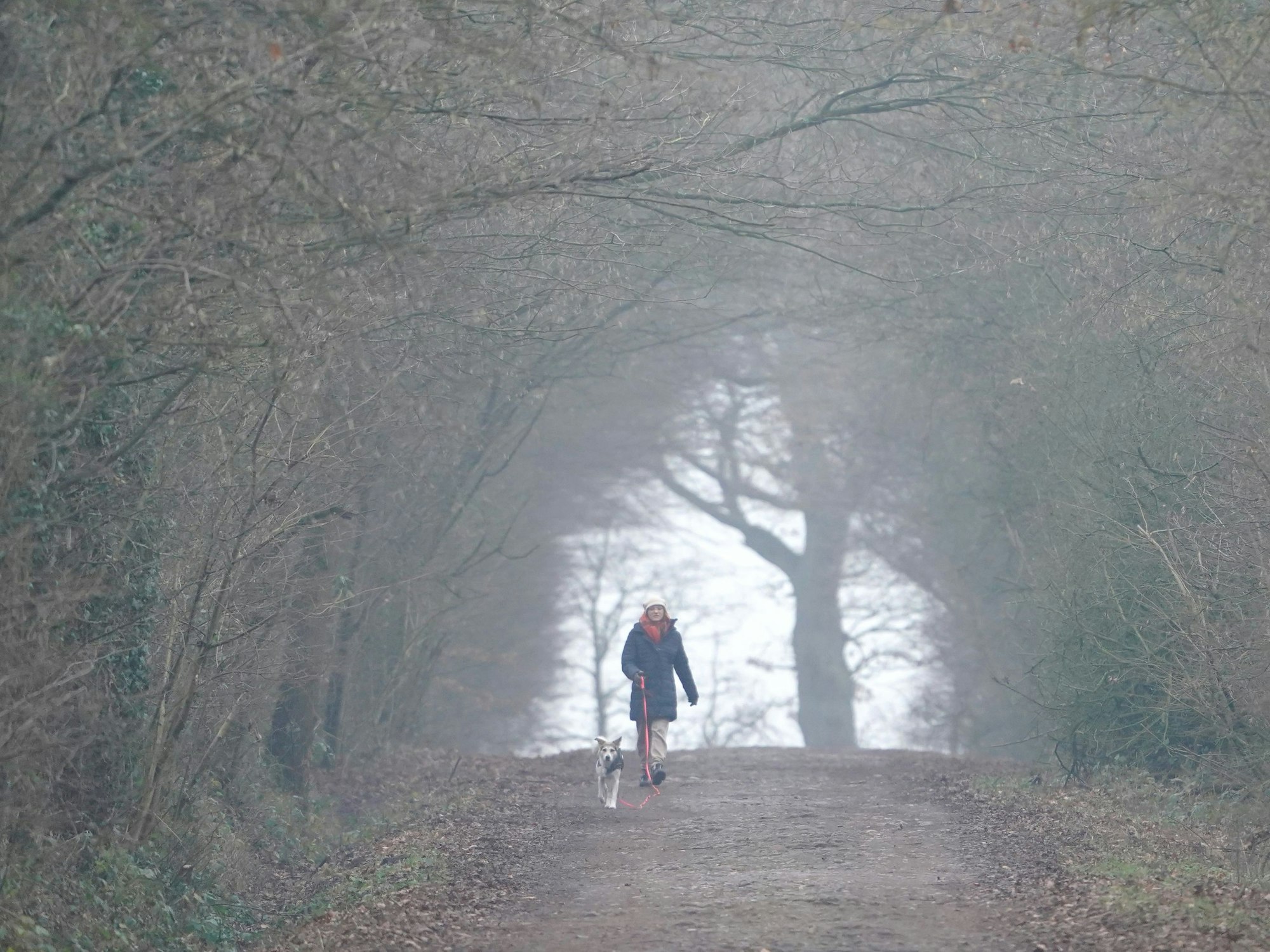 Eine Frau geht mit einem Hund in einer Allee spazieren.