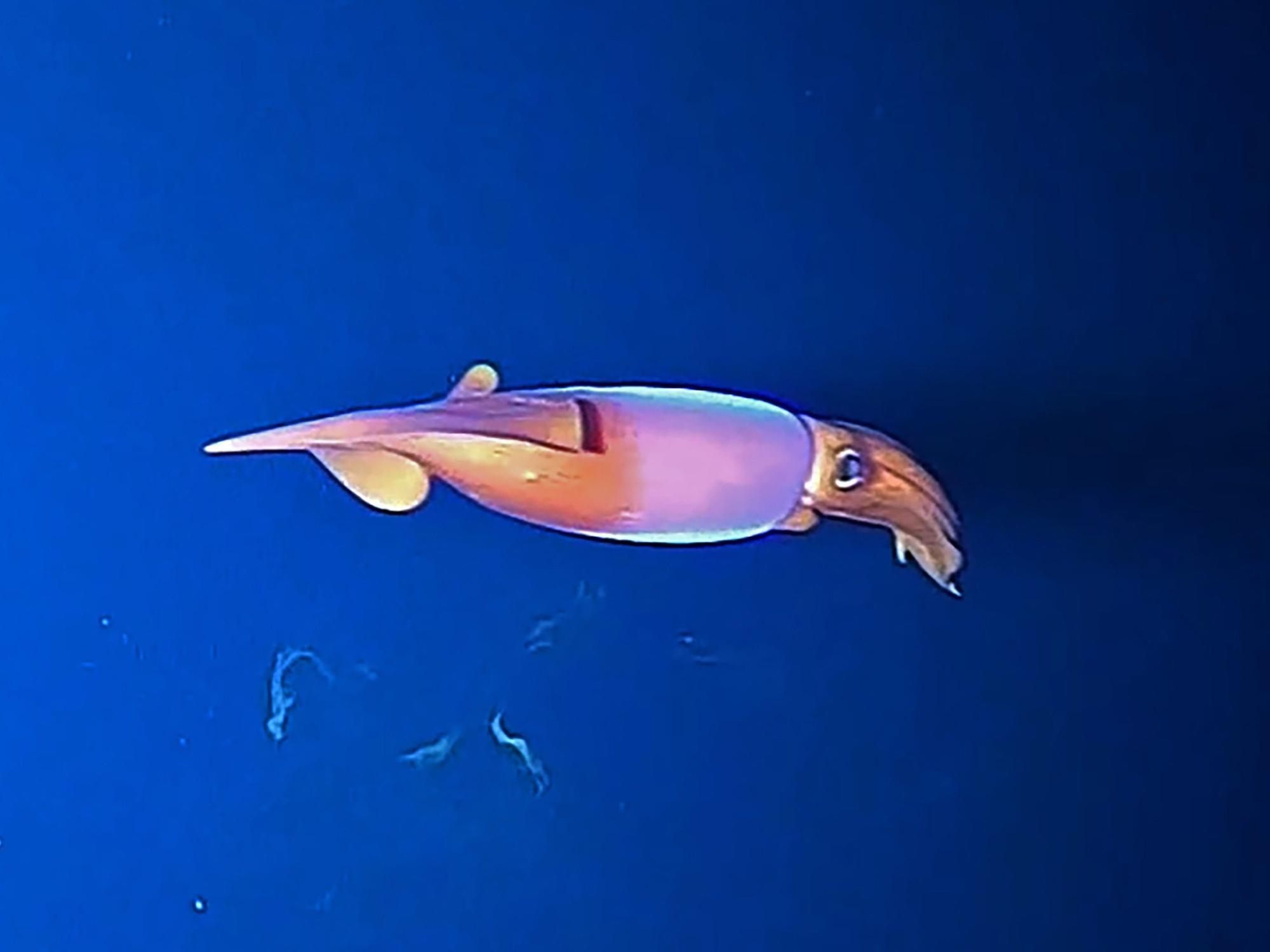 Tintenfische im Arktischen Ozean: Hier ein Kalmar, aufgenommen am 15. Januar 2022 durch die Expeditions-Fischkamera.